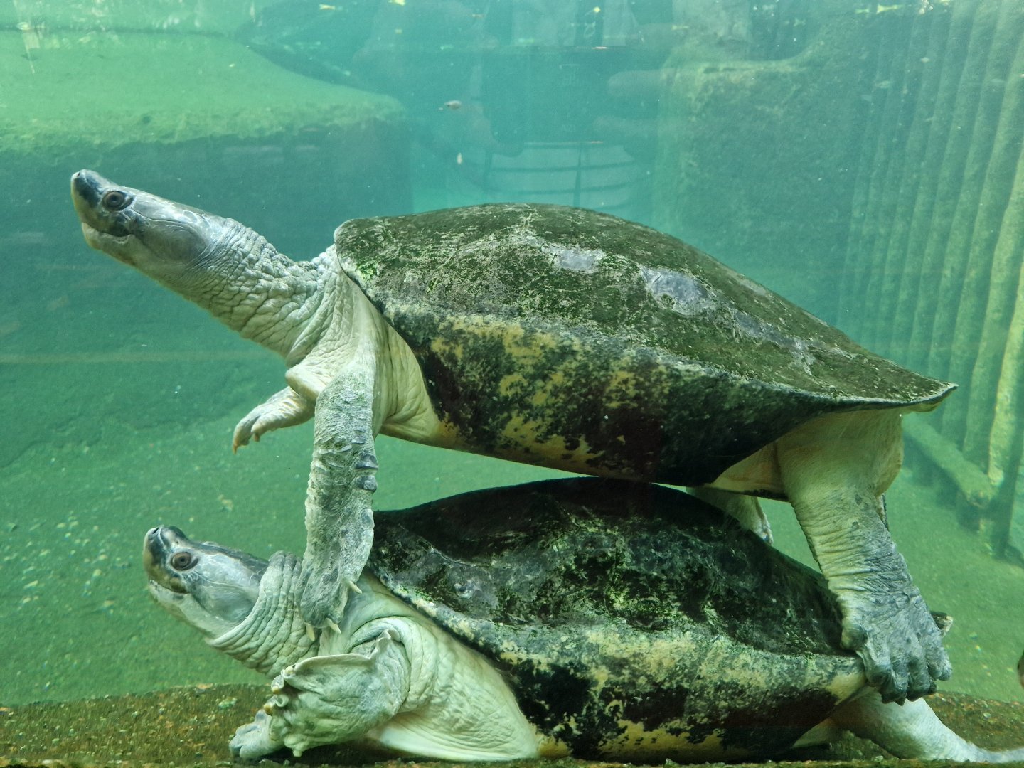 Burmese Roofed Turtle