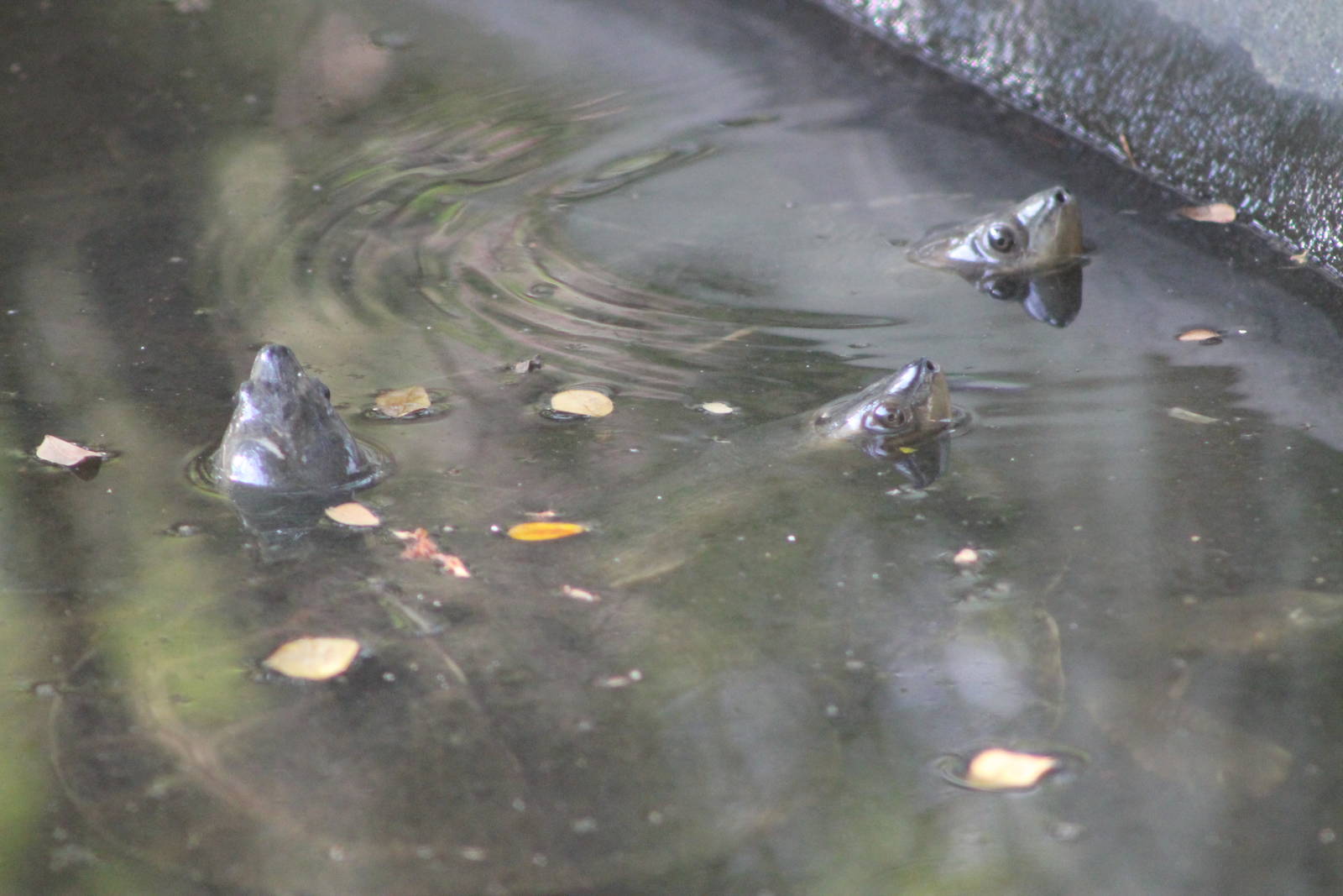 Burmese Roofed Turtles (Batagur trivitatta)