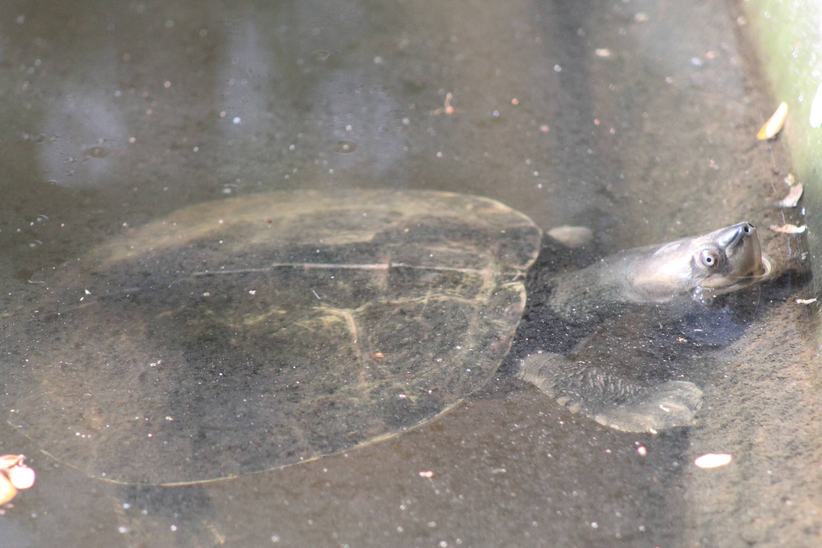 Burmese Roofed Turtles (Batagur trivitatta)