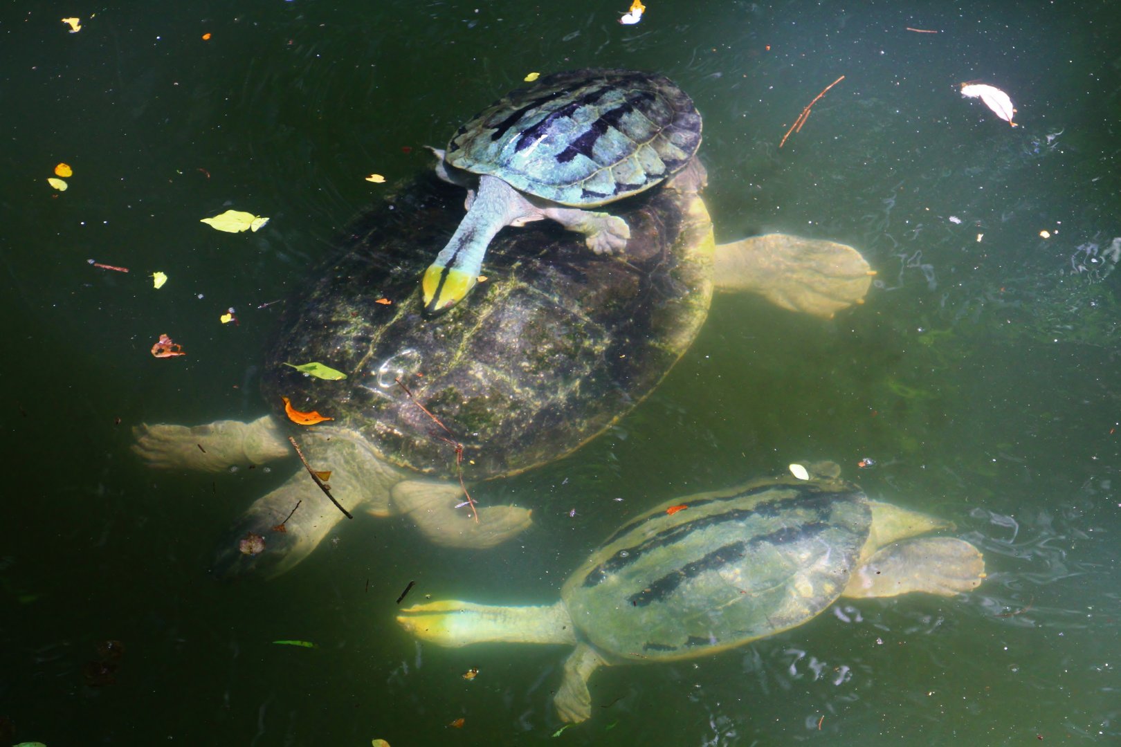 Burmese Roofed Turtles (Batagur trivittata)