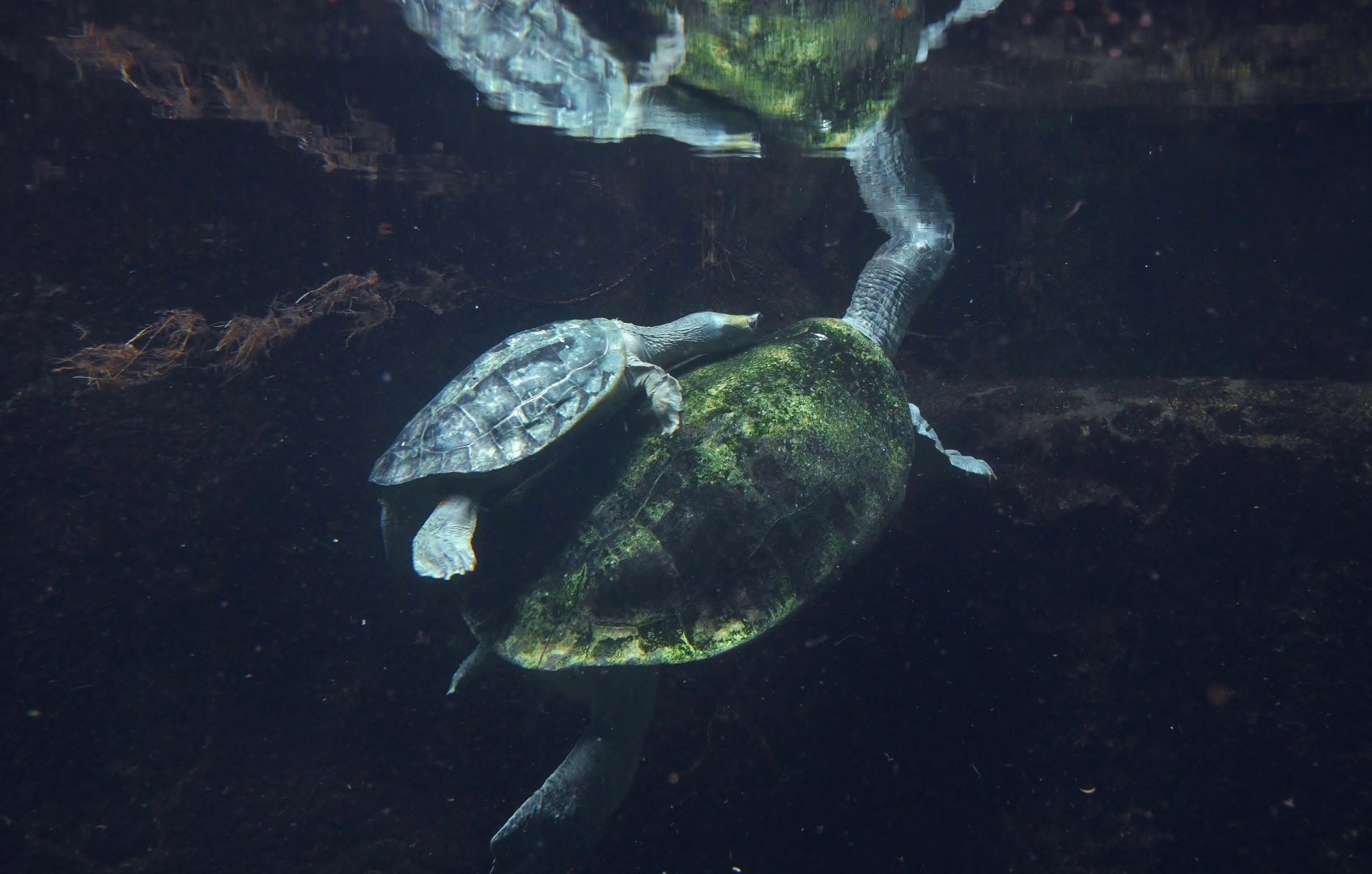 Burmese Roofed Turtles (Batagur trivittata)