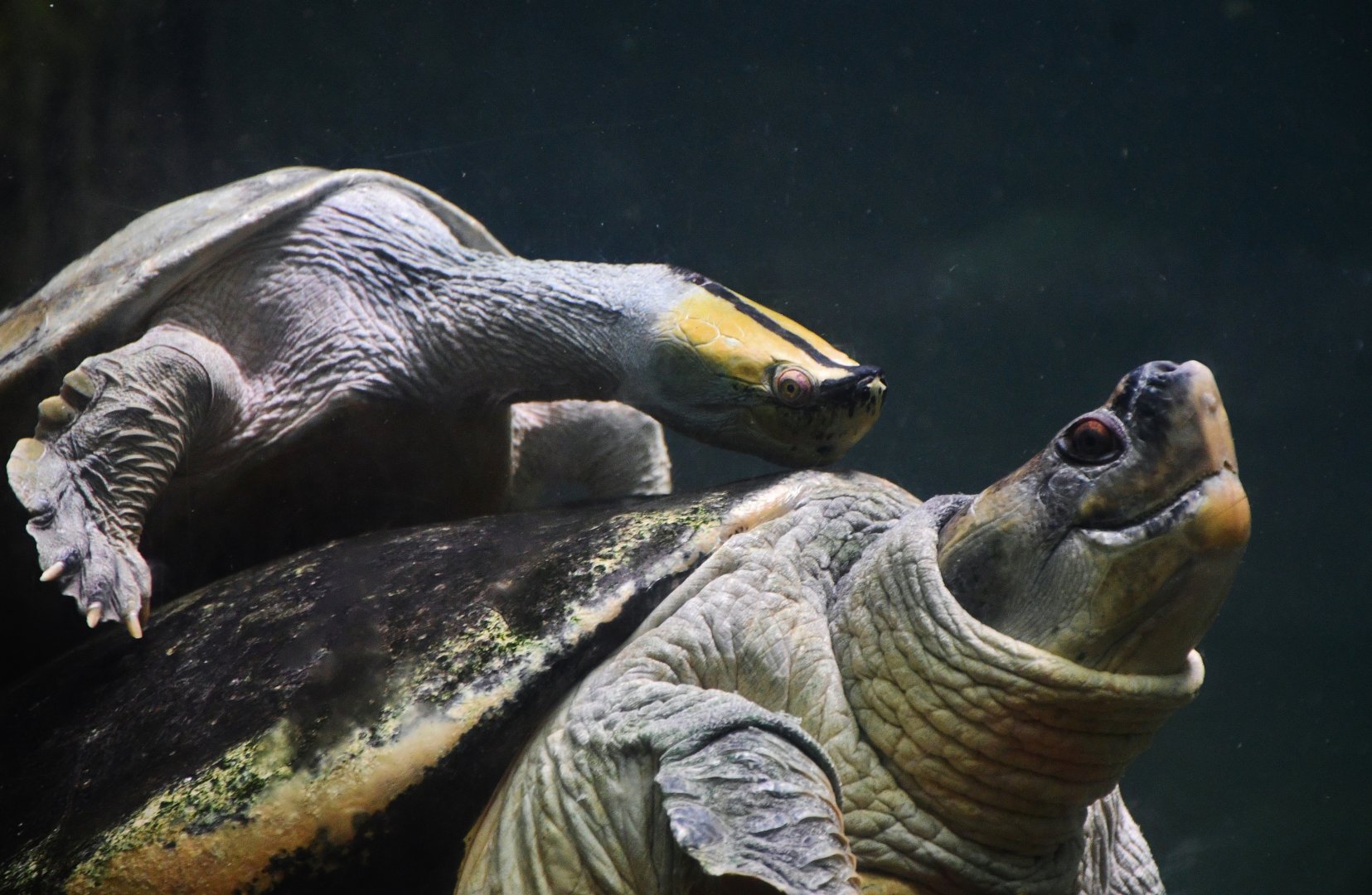 Burmese Roofed Turtles (Batagur trivittata)
