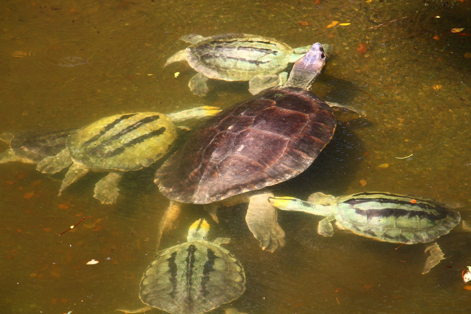 Burmese Roofed Turtles