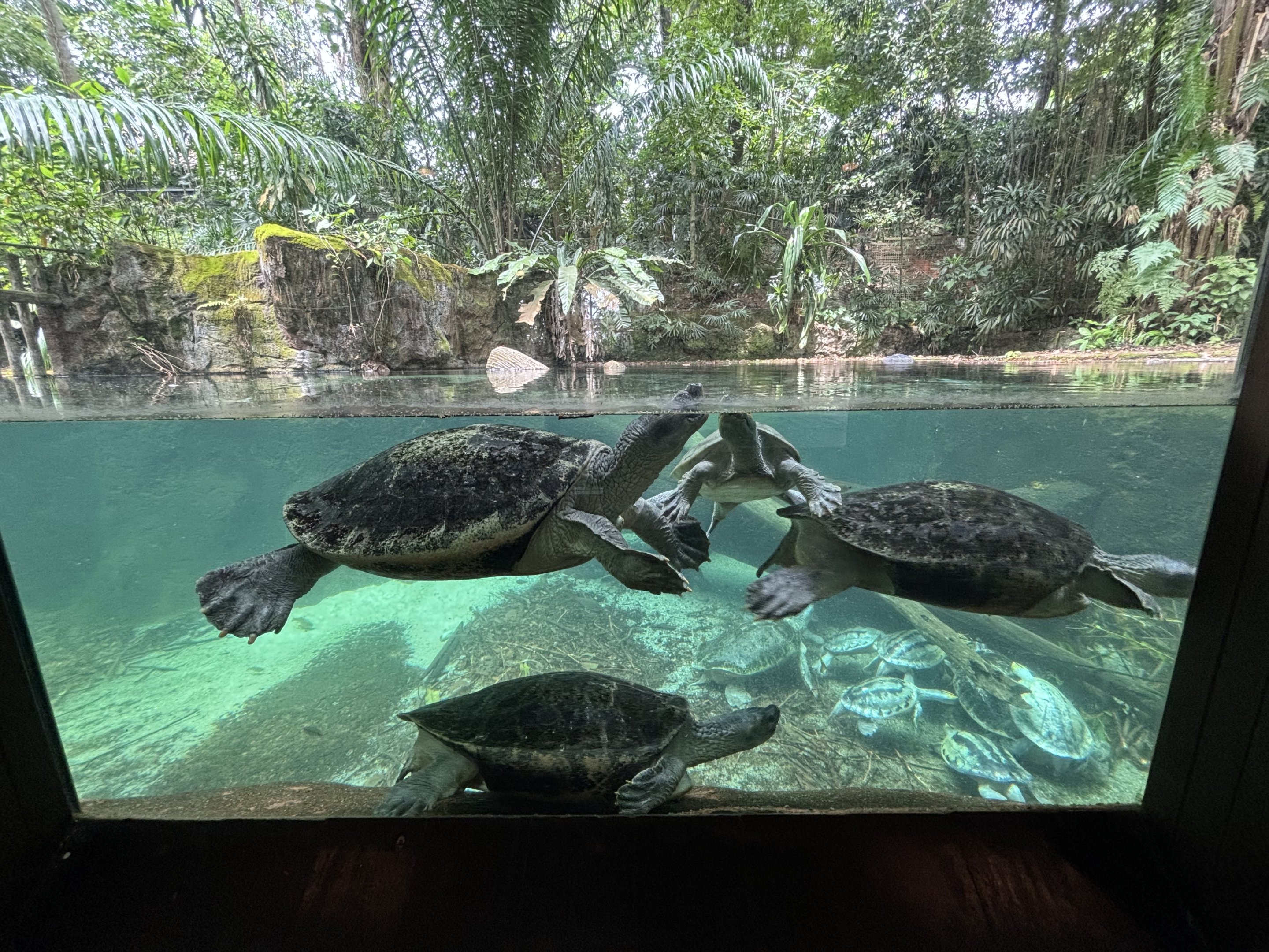 Burmese Roofed Turtles