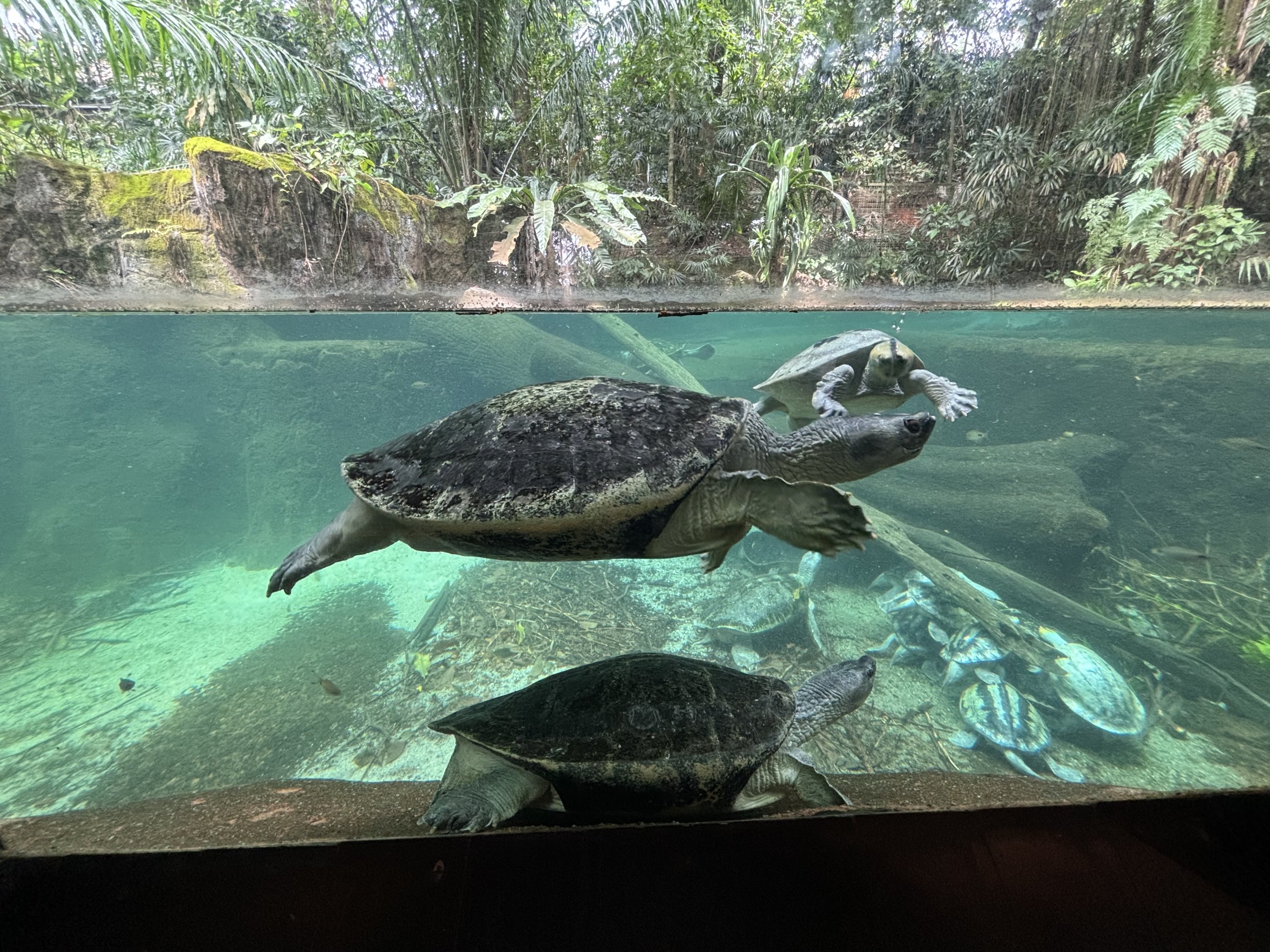 Burmese Roofed Turtles