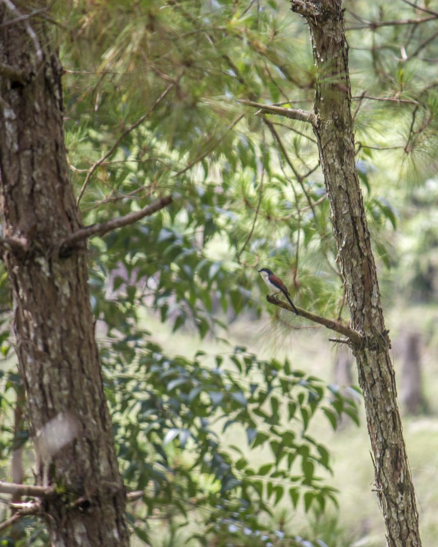 Burmese shrike, Lanius collurioides