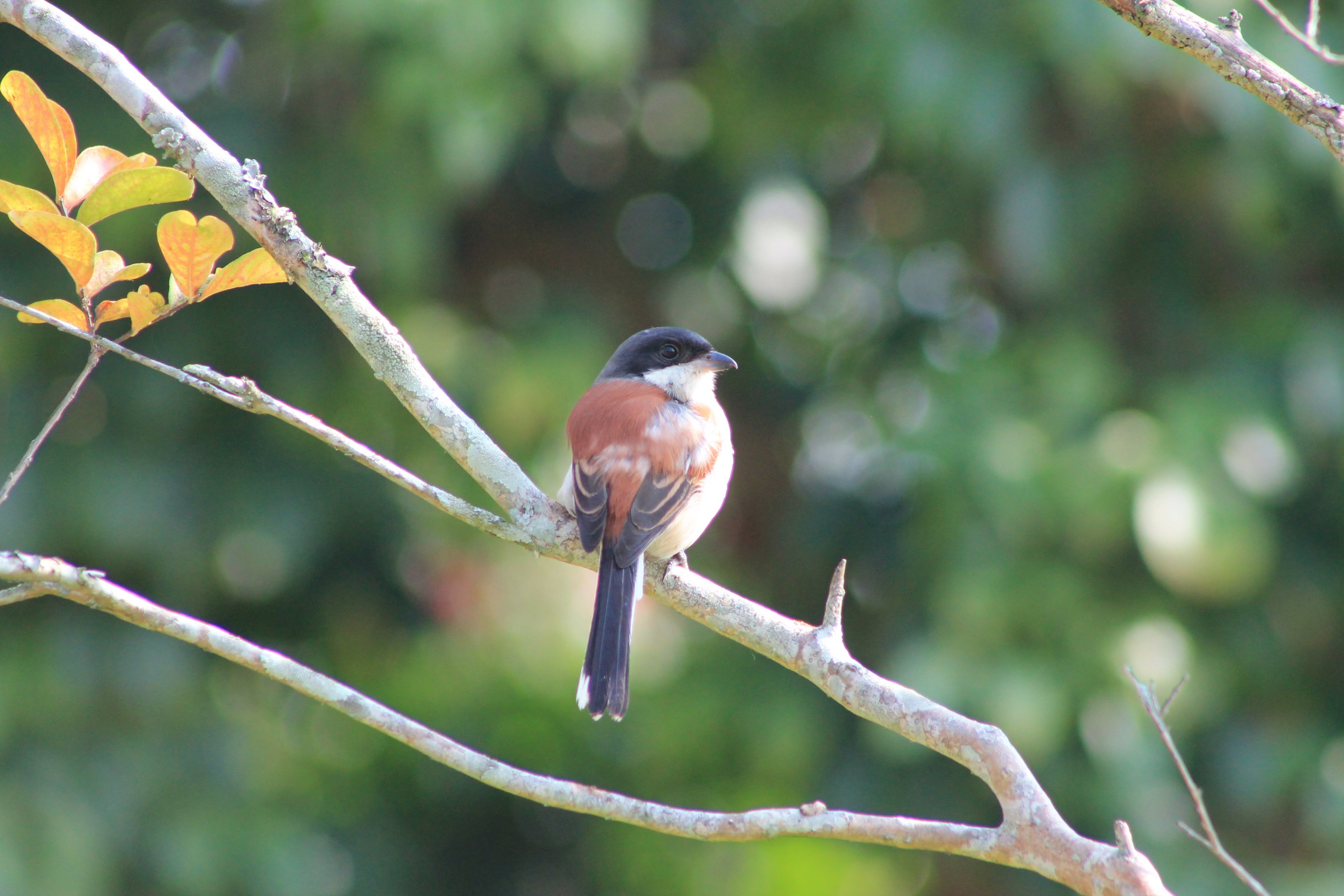 Burmese Shrike (Lanius collurioides)