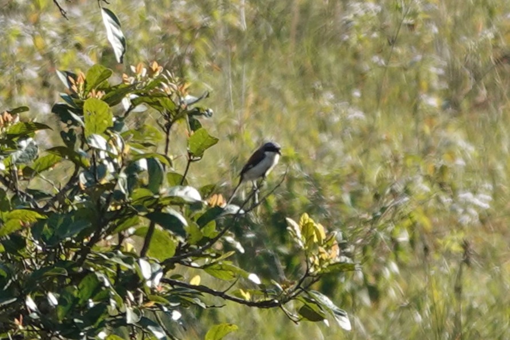 Burmese Shrike