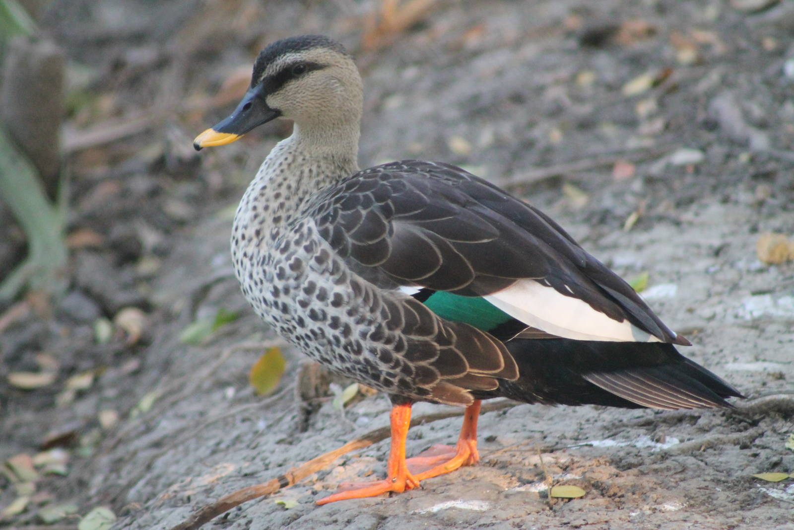 Burmese Spot-billed Duck (Anas poecilorhyncha haringtoni)