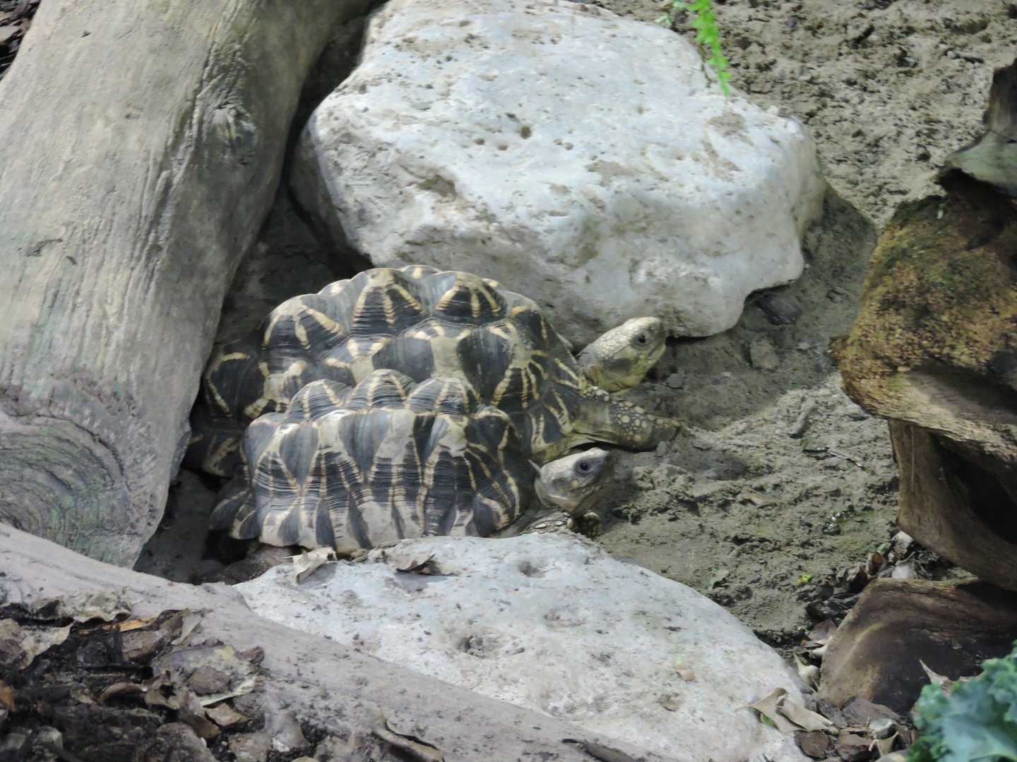 Burmese Star Tortiose