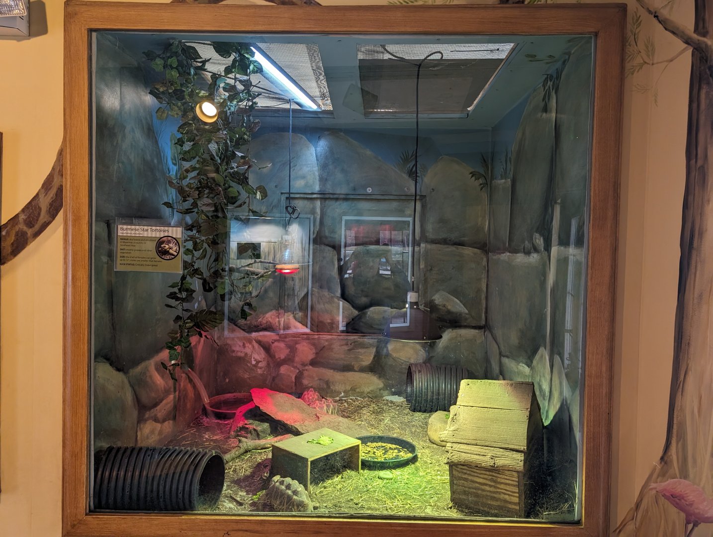 Burmese Star Tortoise exhibit in the Discovery House