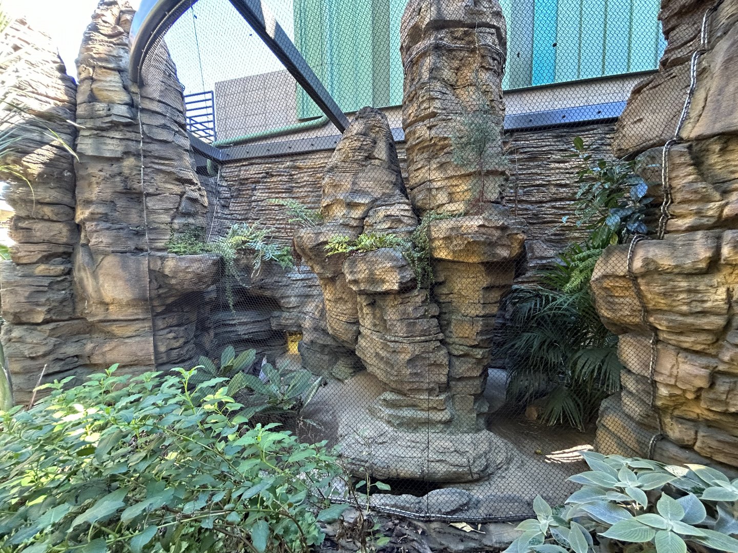 Burmese Star Tortoise Exhibit - Wildlife Explorers Basecamp