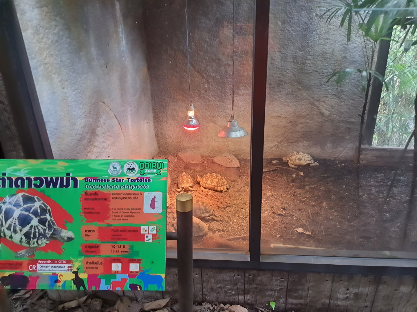 Burmese Star Tortoise Exhibit