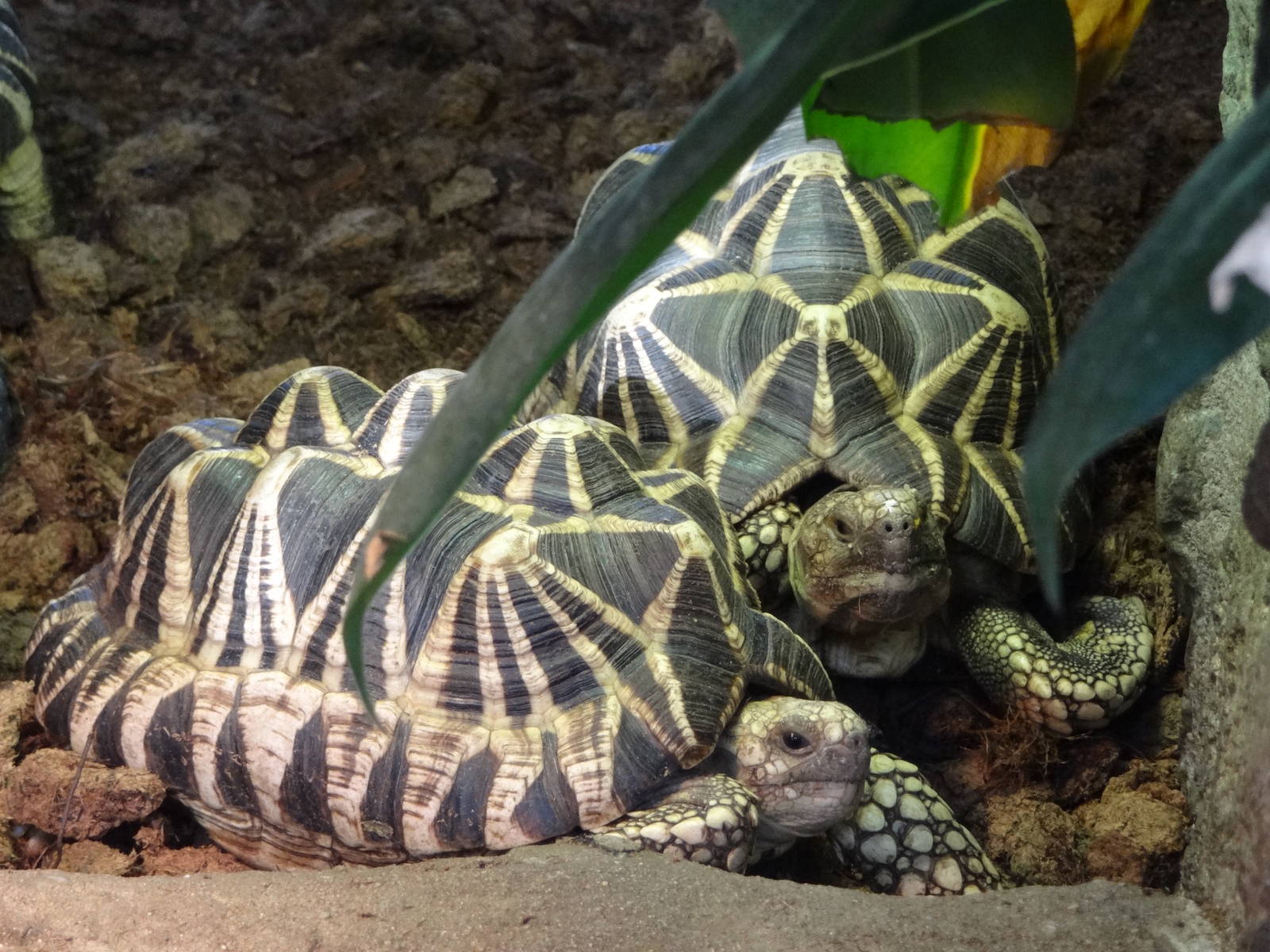 Burmese star tortoise (Geochelone platynota)
