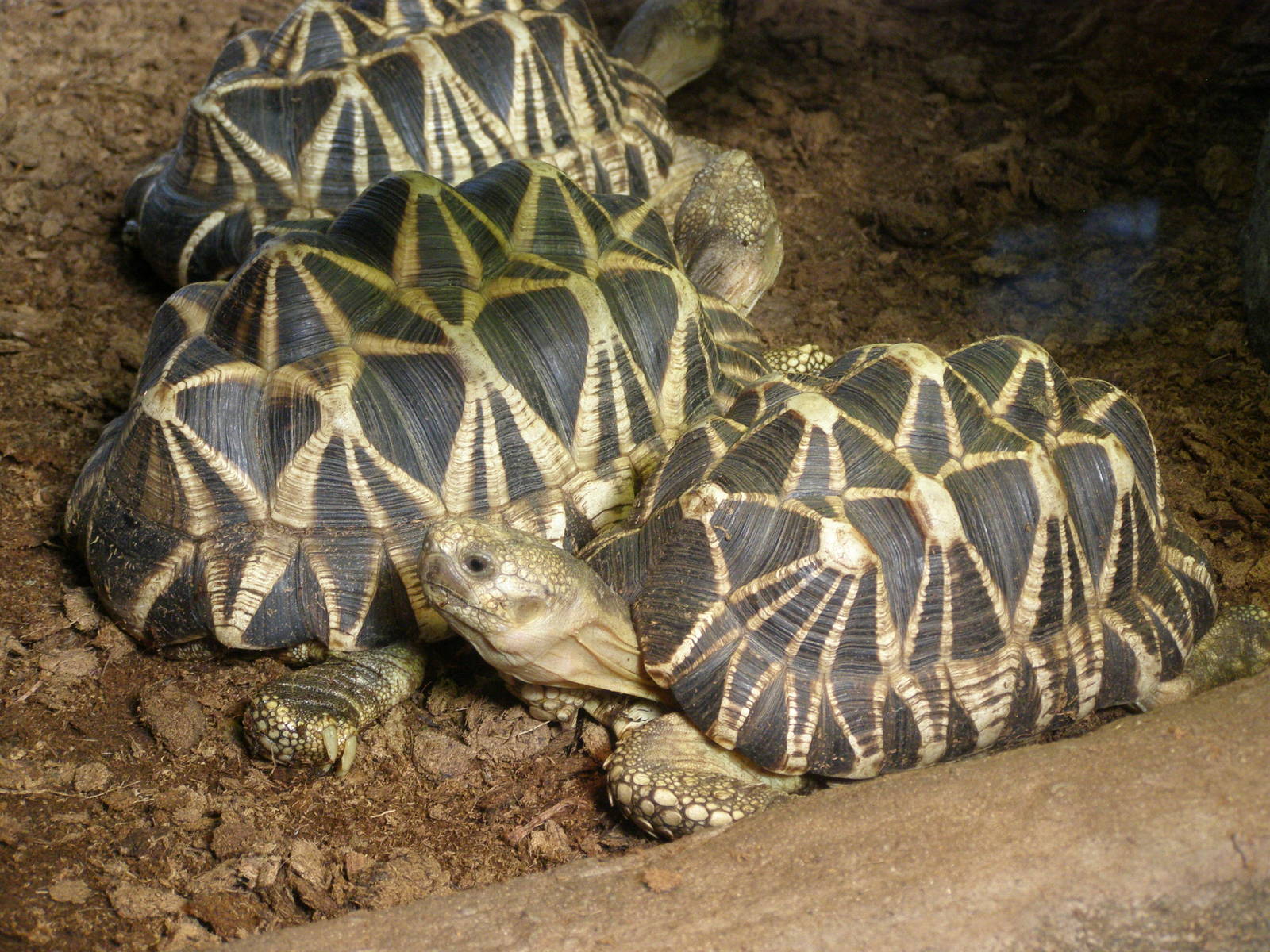Burmese star tortoise (Geochelone platynota)