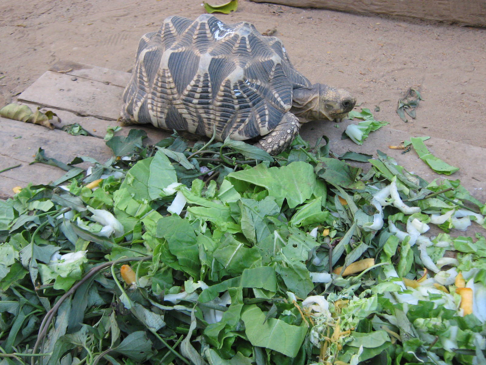 Burmese Star Tortoise (Geochelone platynota)