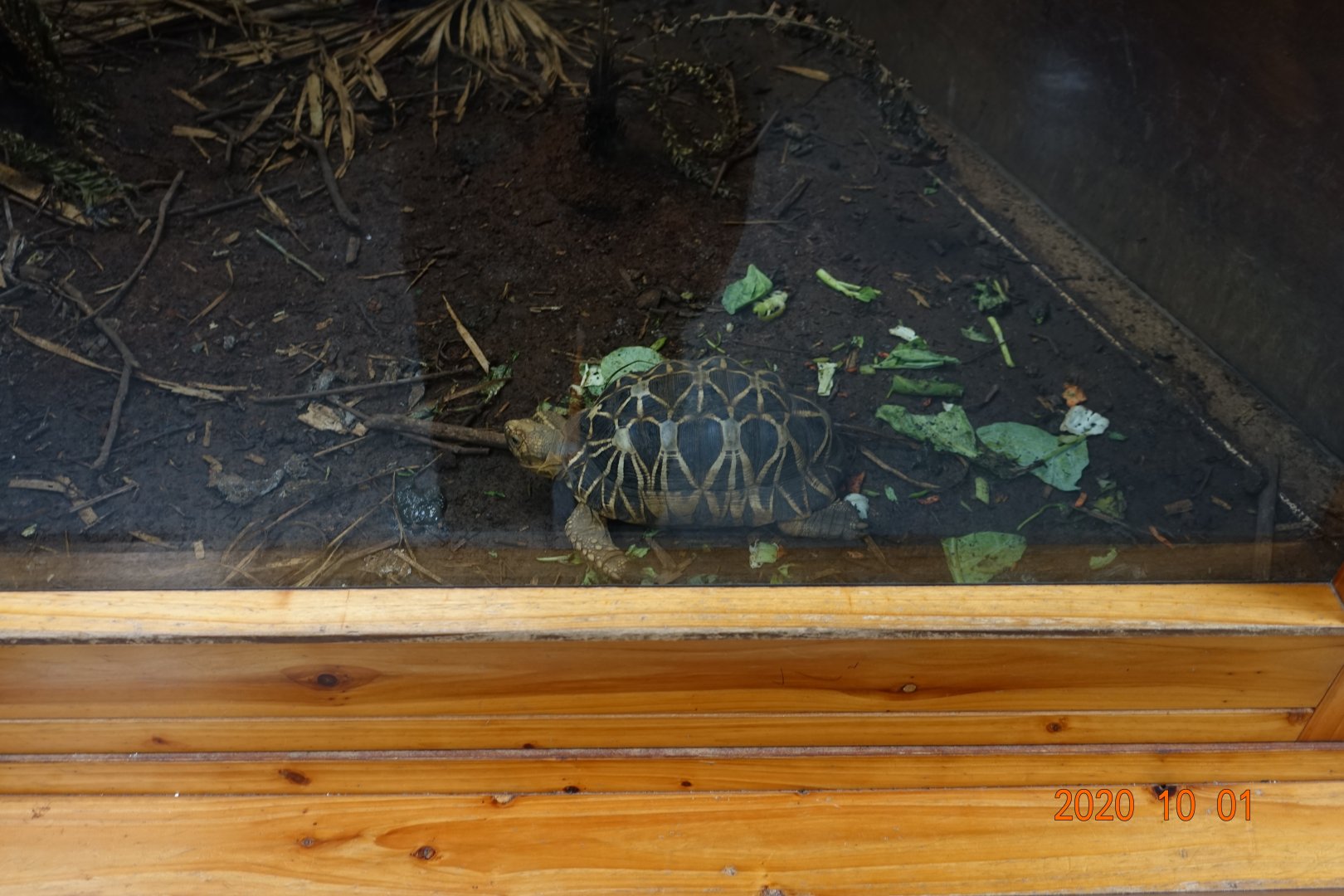 Burmese Star Tortoise (Geochelone platynota)