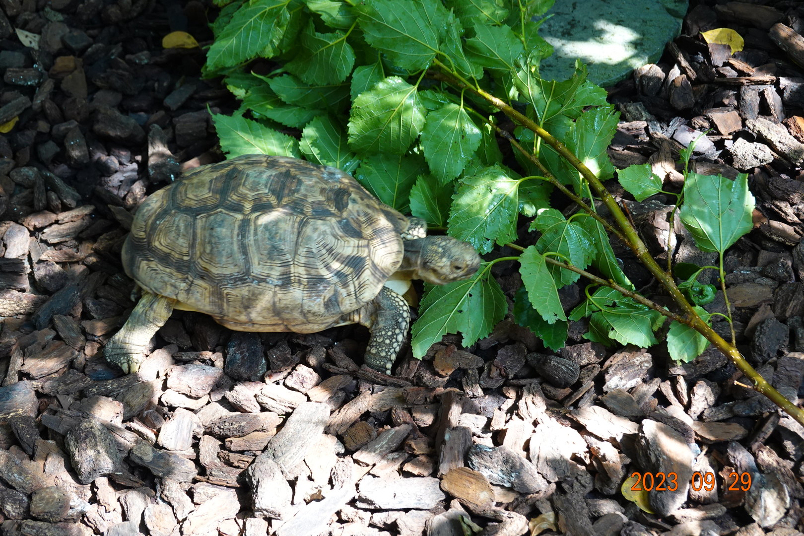 Burmese Star Tortoise (Geochelone platynota)