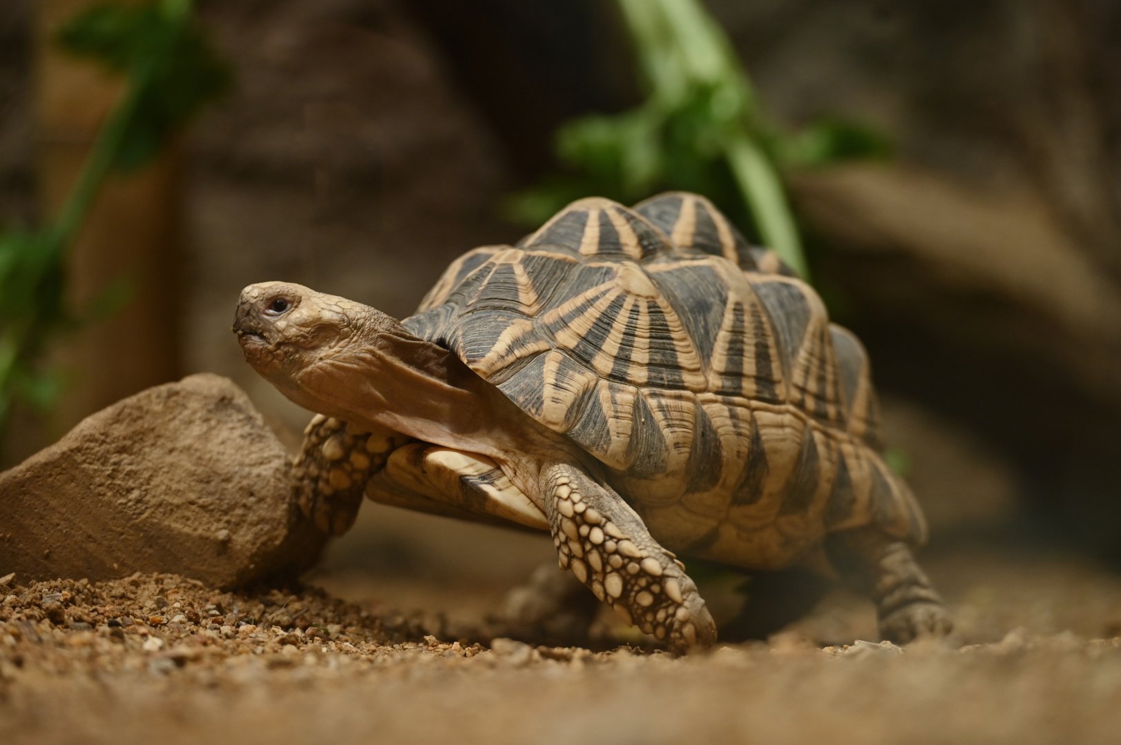 Burmese star tortoise (Geochelone platynota)