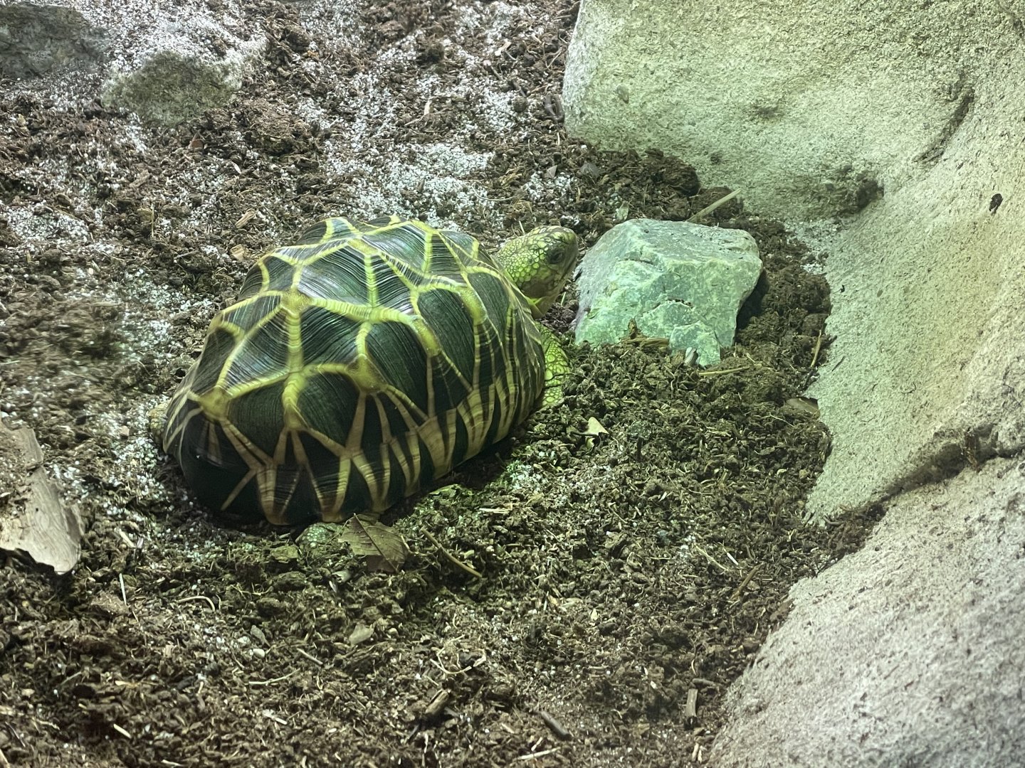 Burmese Star Tortoise (Geochelone platynota)