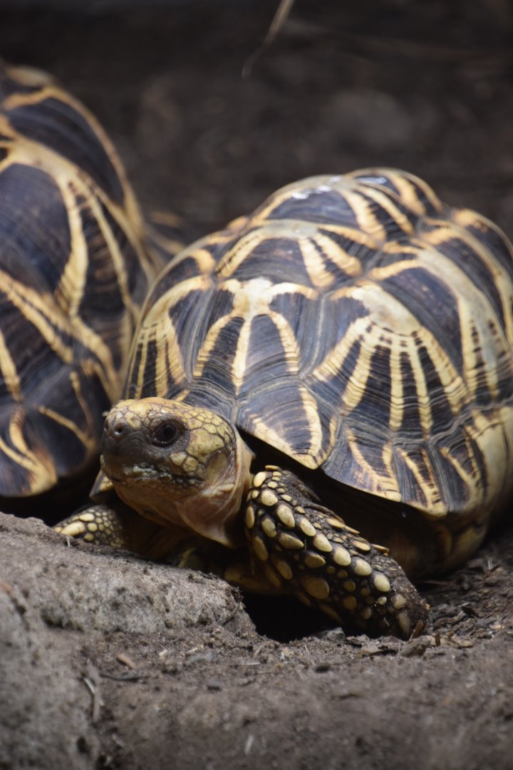 Burmese star tortoise, Geochelone platynota