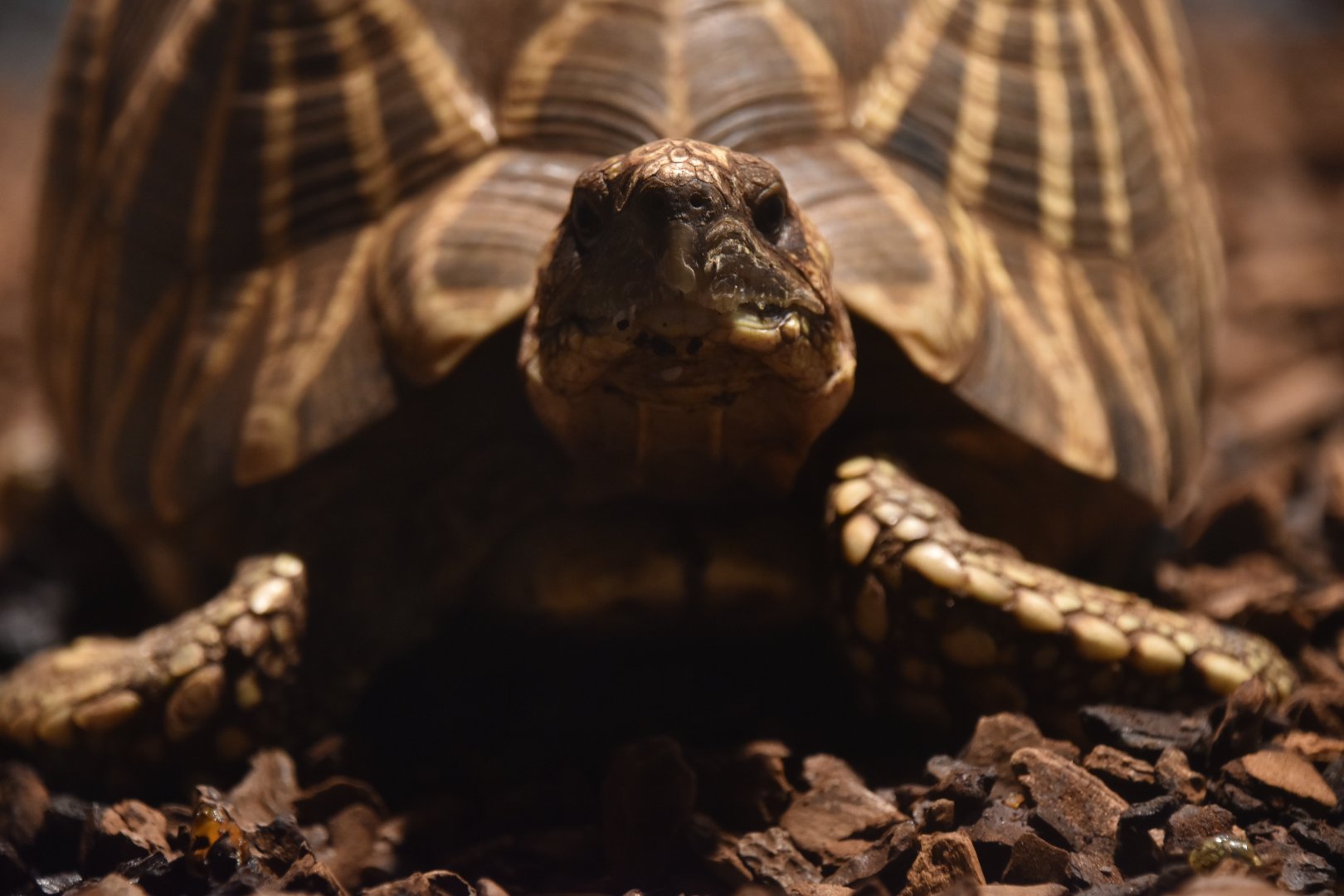 Burmese star tortoise, Testudo platynota