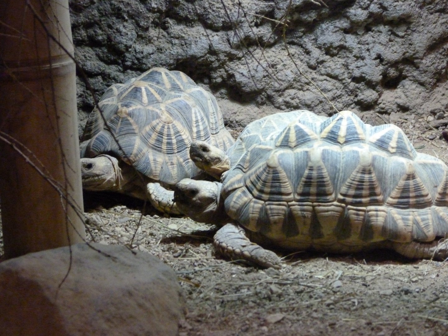 Burmese star tortoise -Tierpark Berlin (2024)