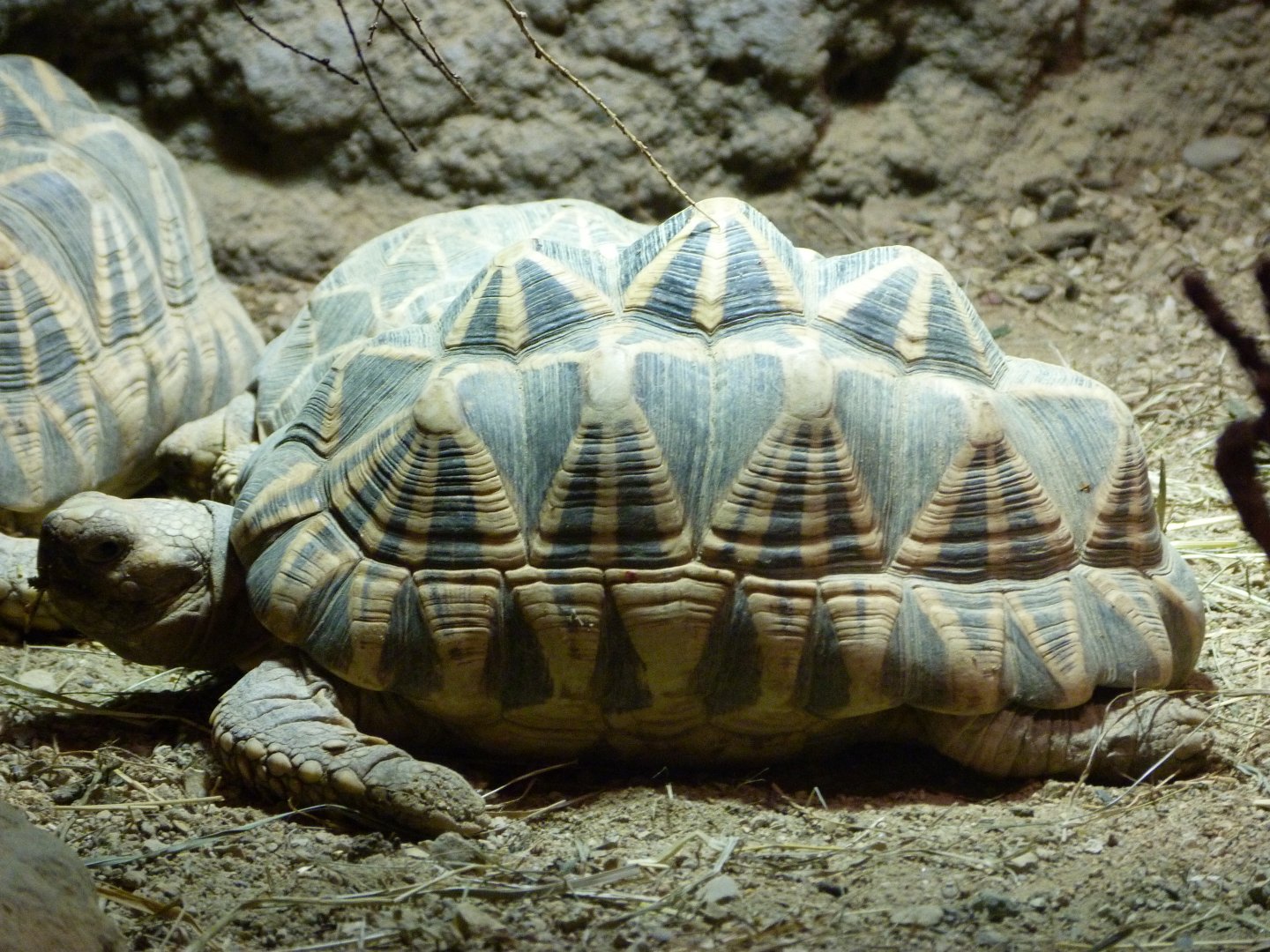 Burmese star tortoise -Tierpark Berlin (2024)