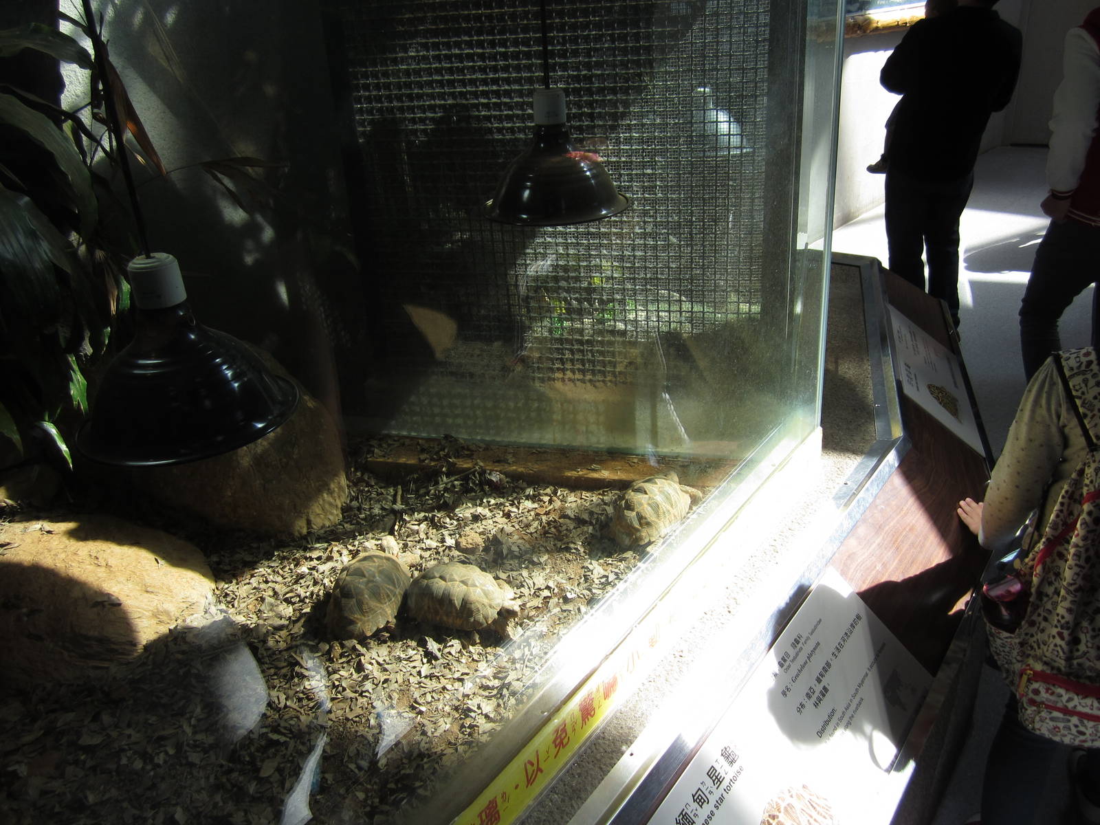 Burmese star tortoise