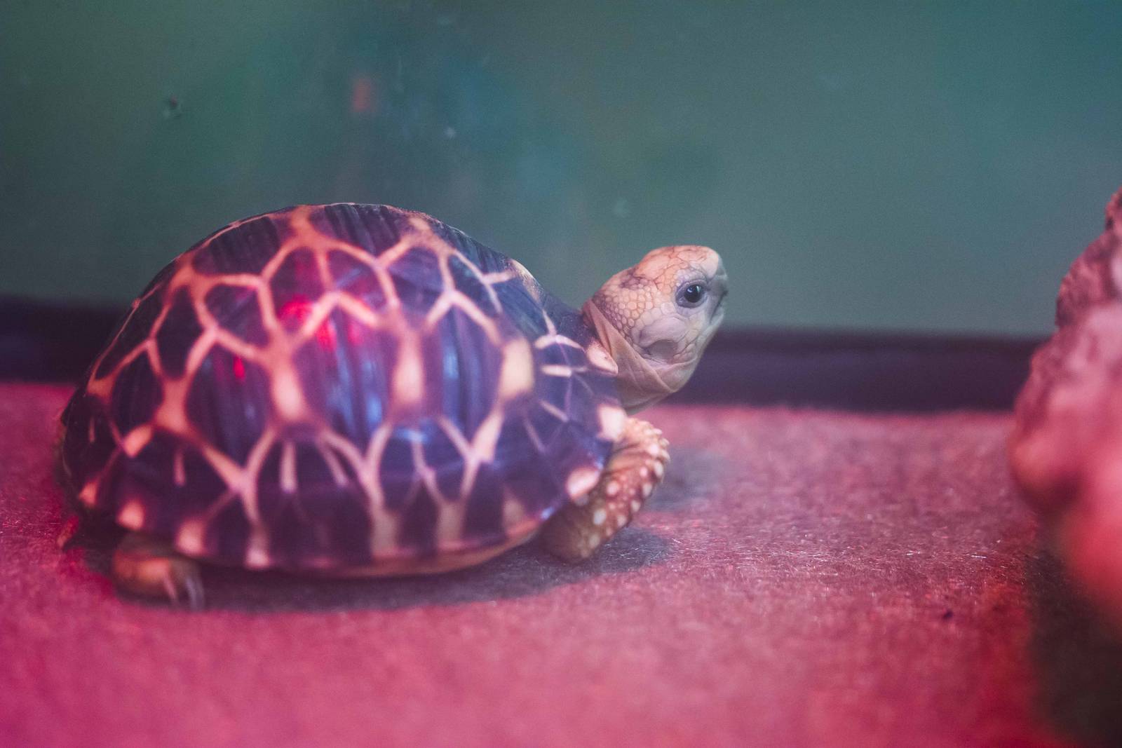Burmese Star Tortoise