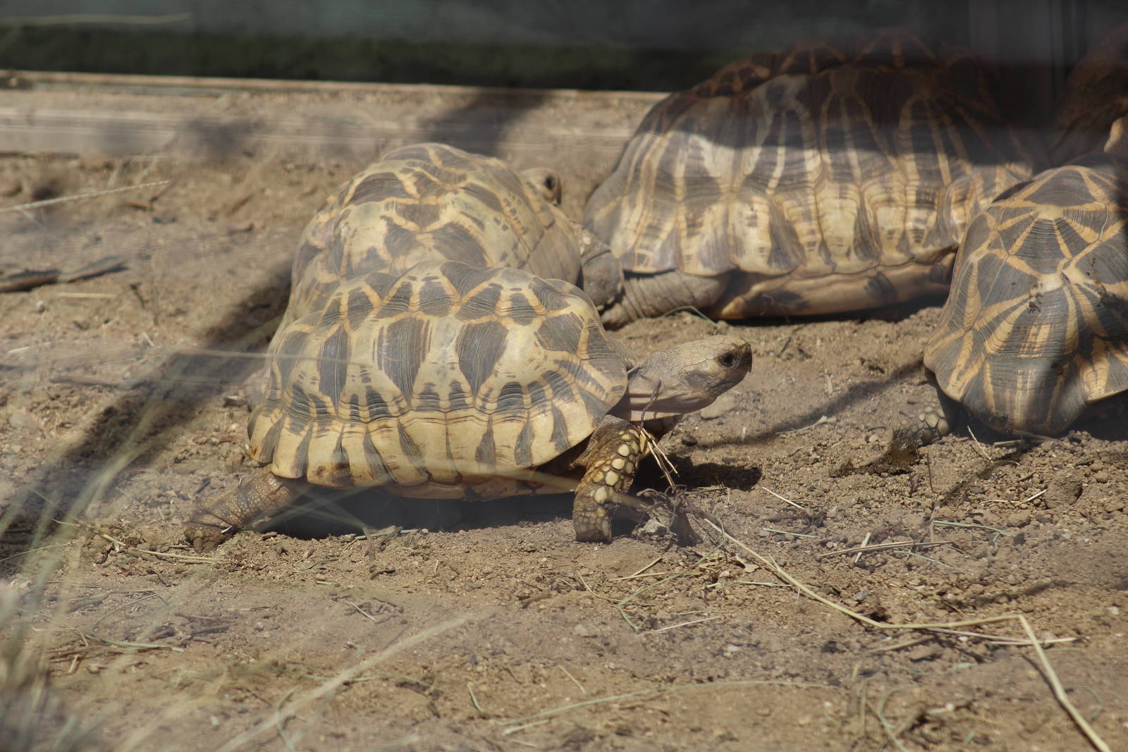 Burmese Star Tortoise