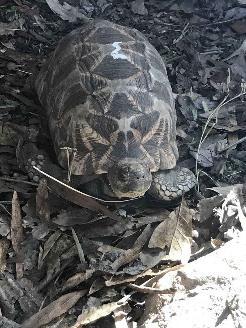 Burmese star tortoise