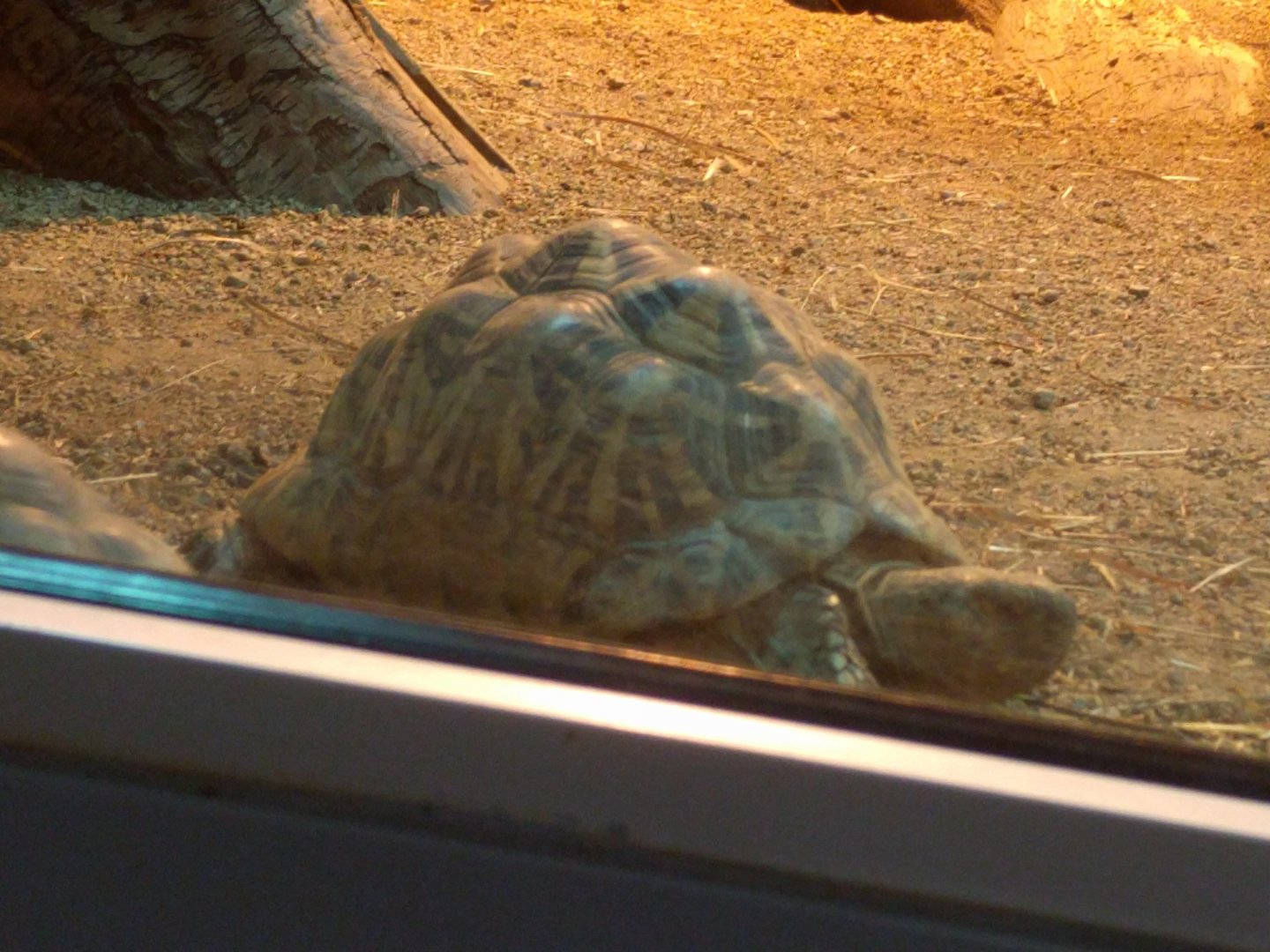 Burmese Star Tortoise