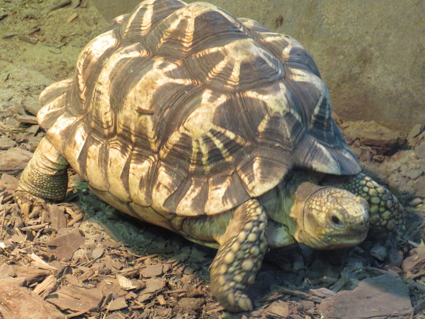 Burmese star tortoise