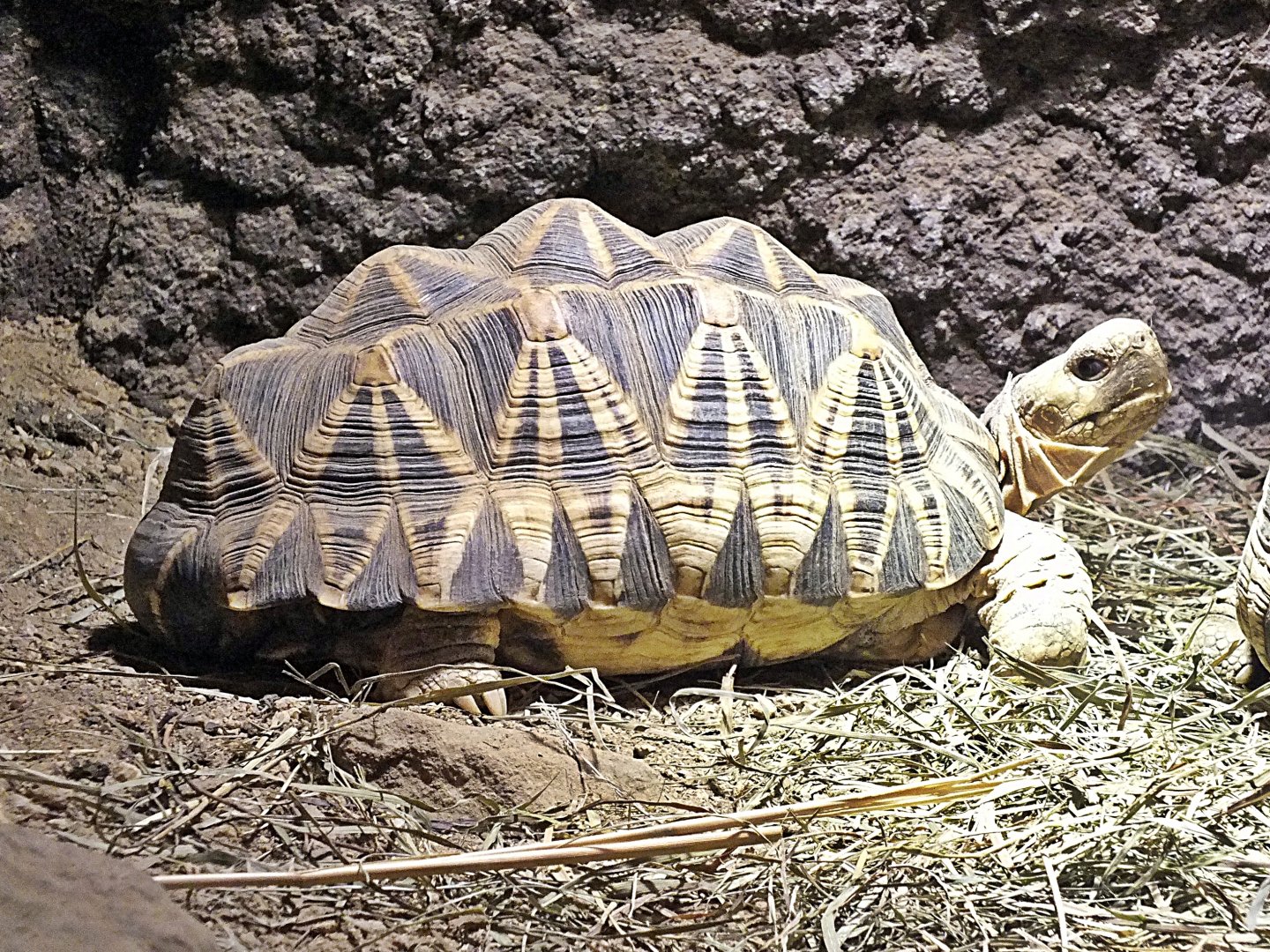 Burmese star tortoise