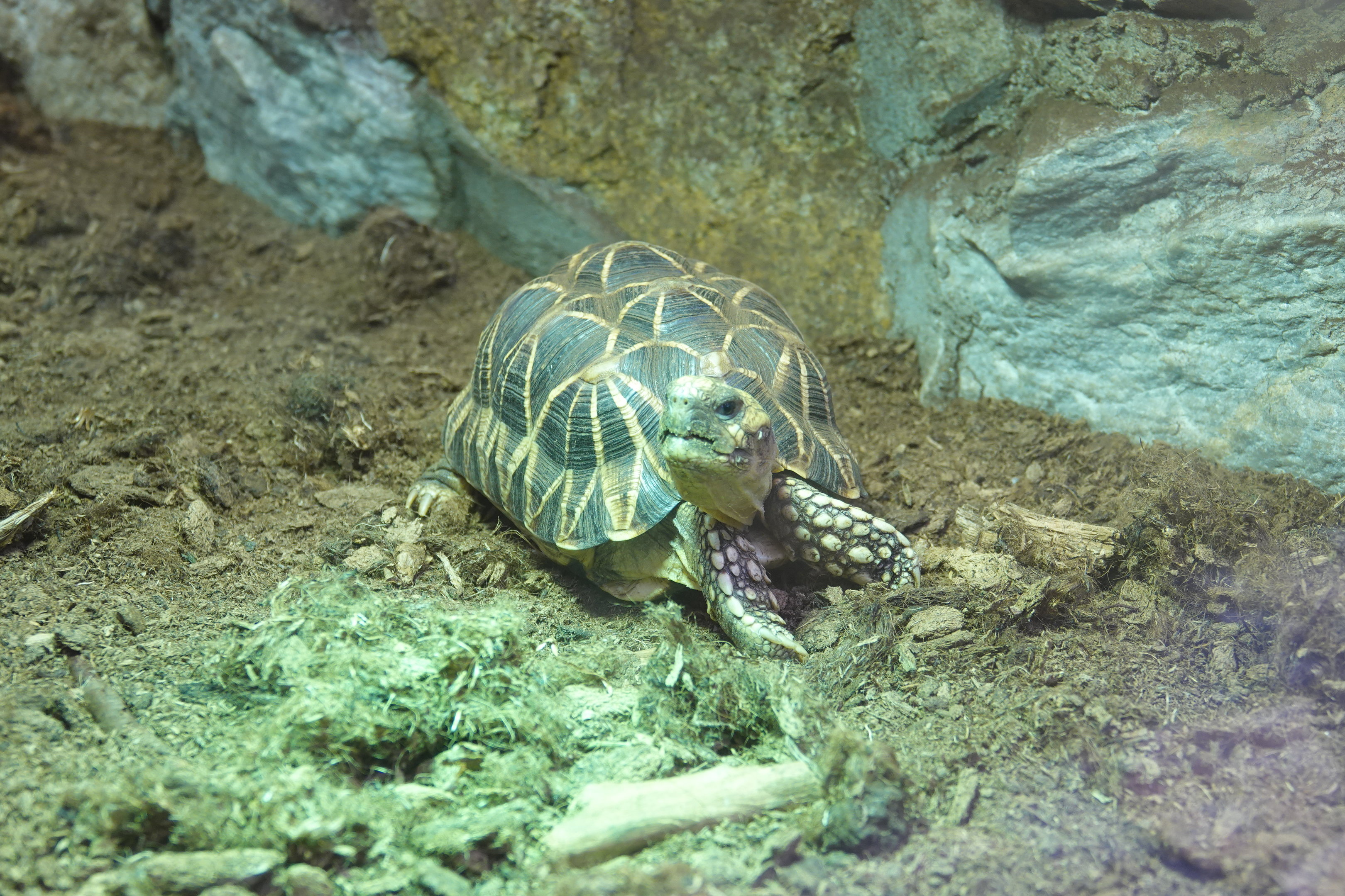 Burmese Star tortoise