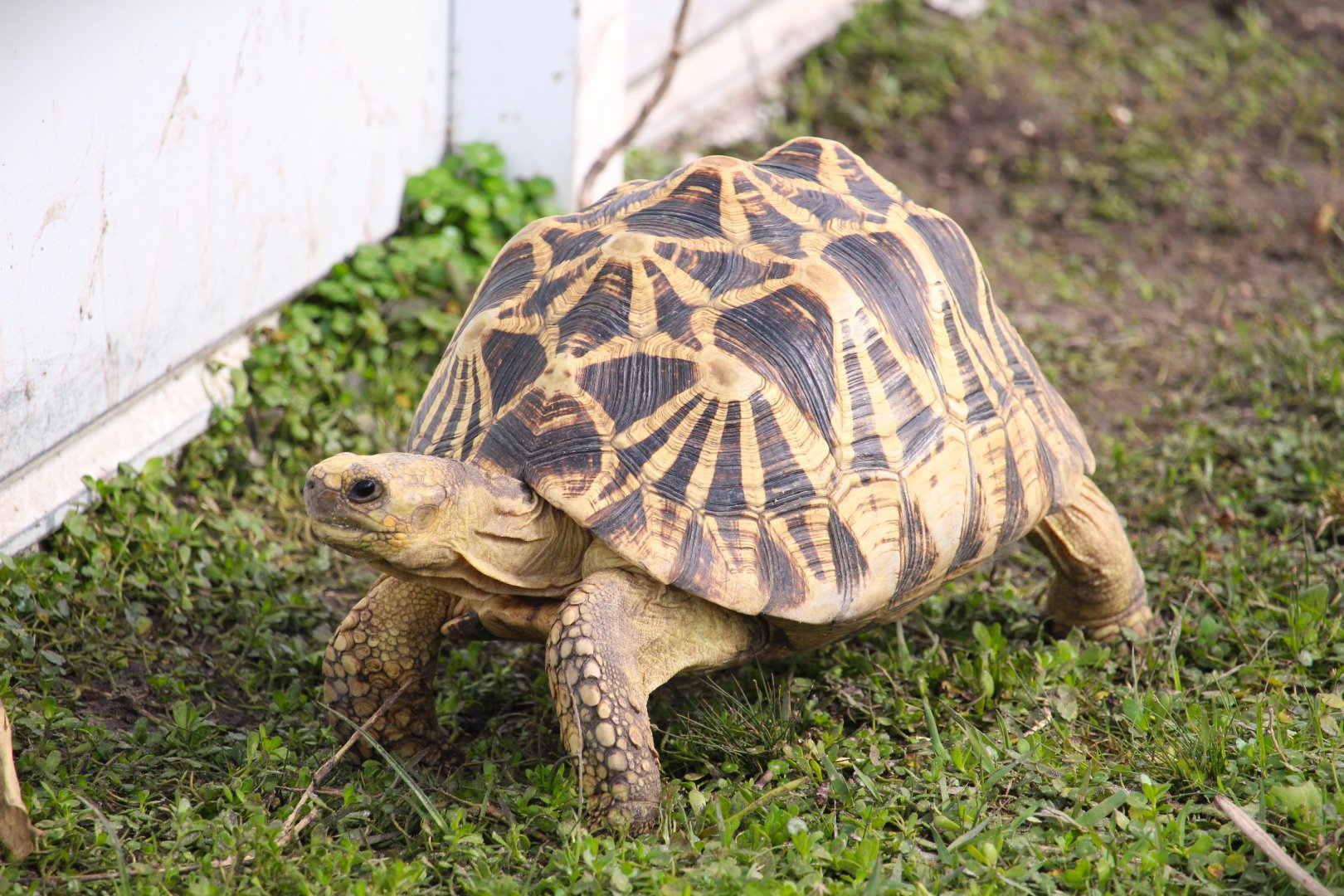 Burmese Star Tortoise