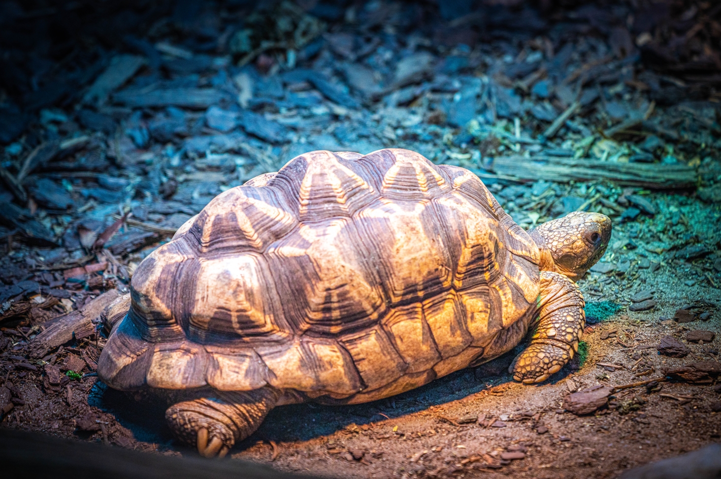 Burmese Star Tortoise