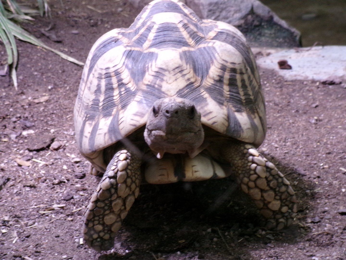 Burmese star tortoise