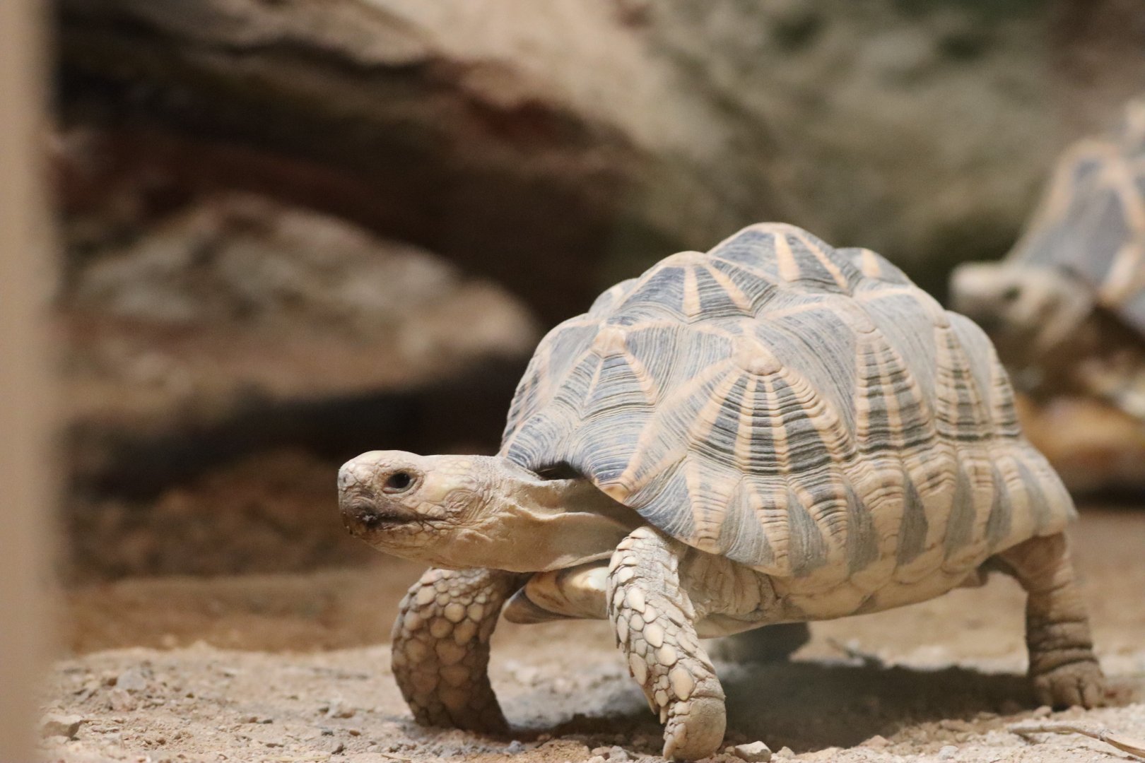 Burmese Star Tortoise