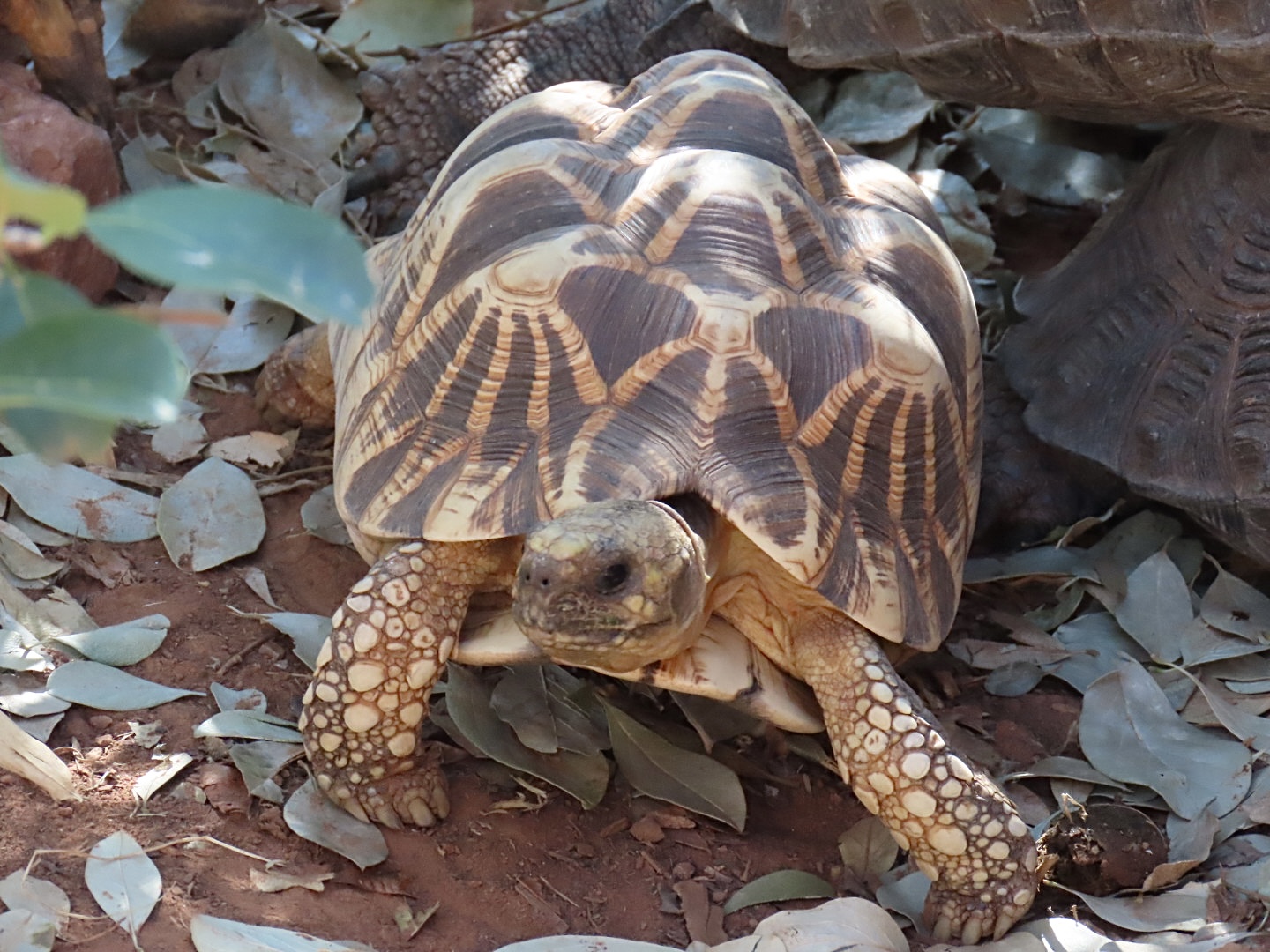 Burmese Star Tortoise