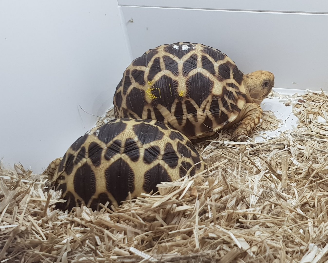 Burmese star tortoises - Geochelone platynota - babies