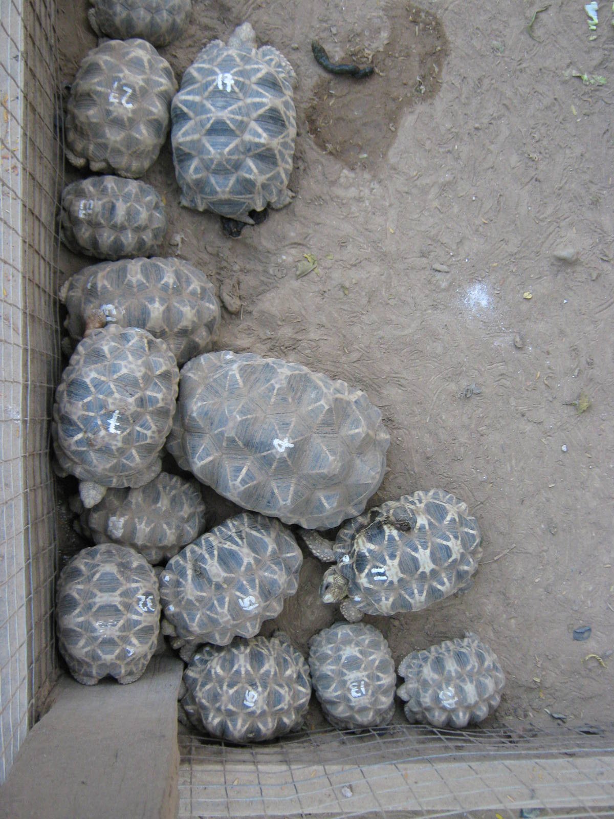 Burmese Star Tortoises (Geochelone platynota)