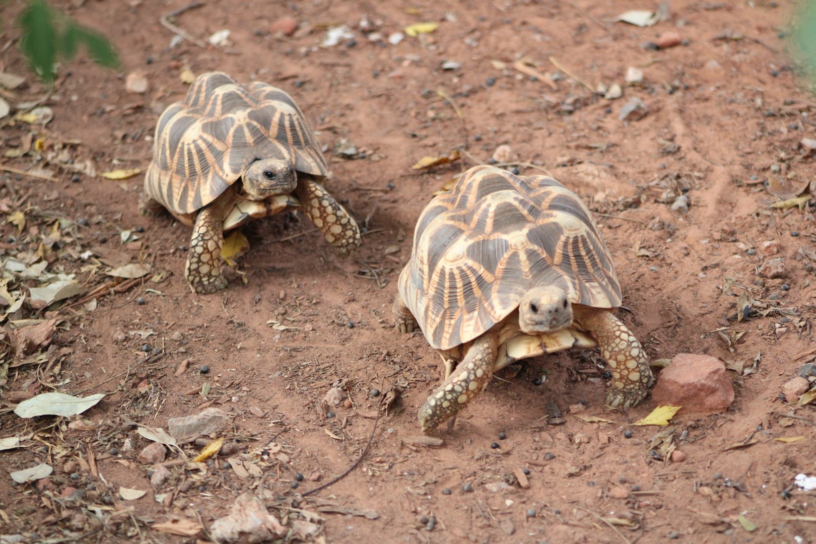 Burmese Star Tortoises (Geochelone platynota)
