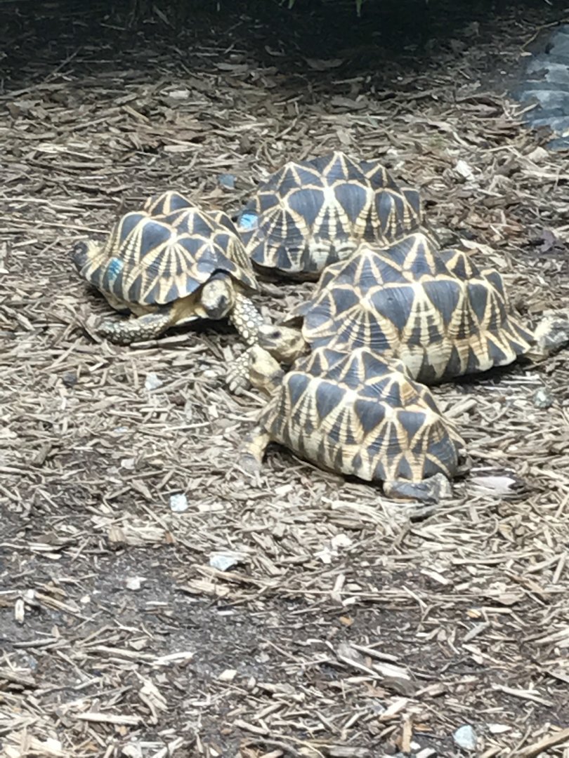 Burmese star tortoises