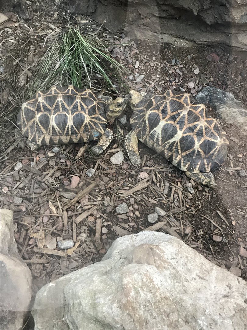 Burmese star tortoises