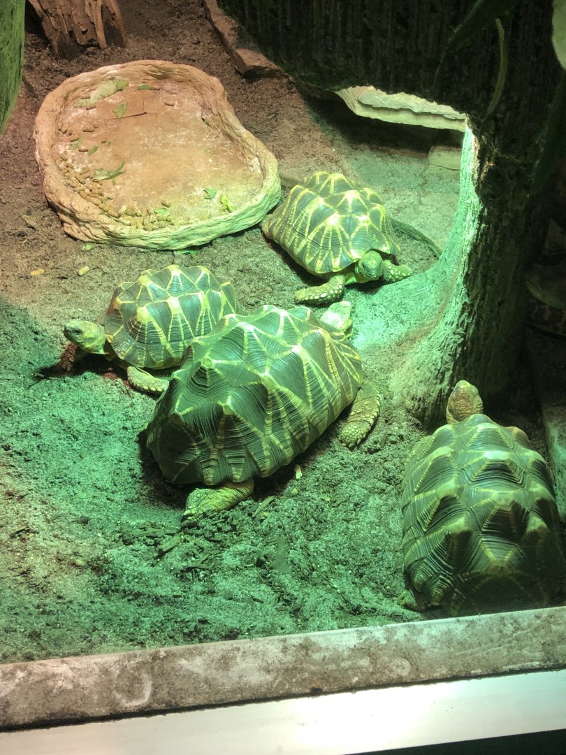 Burmese Star Tortoises