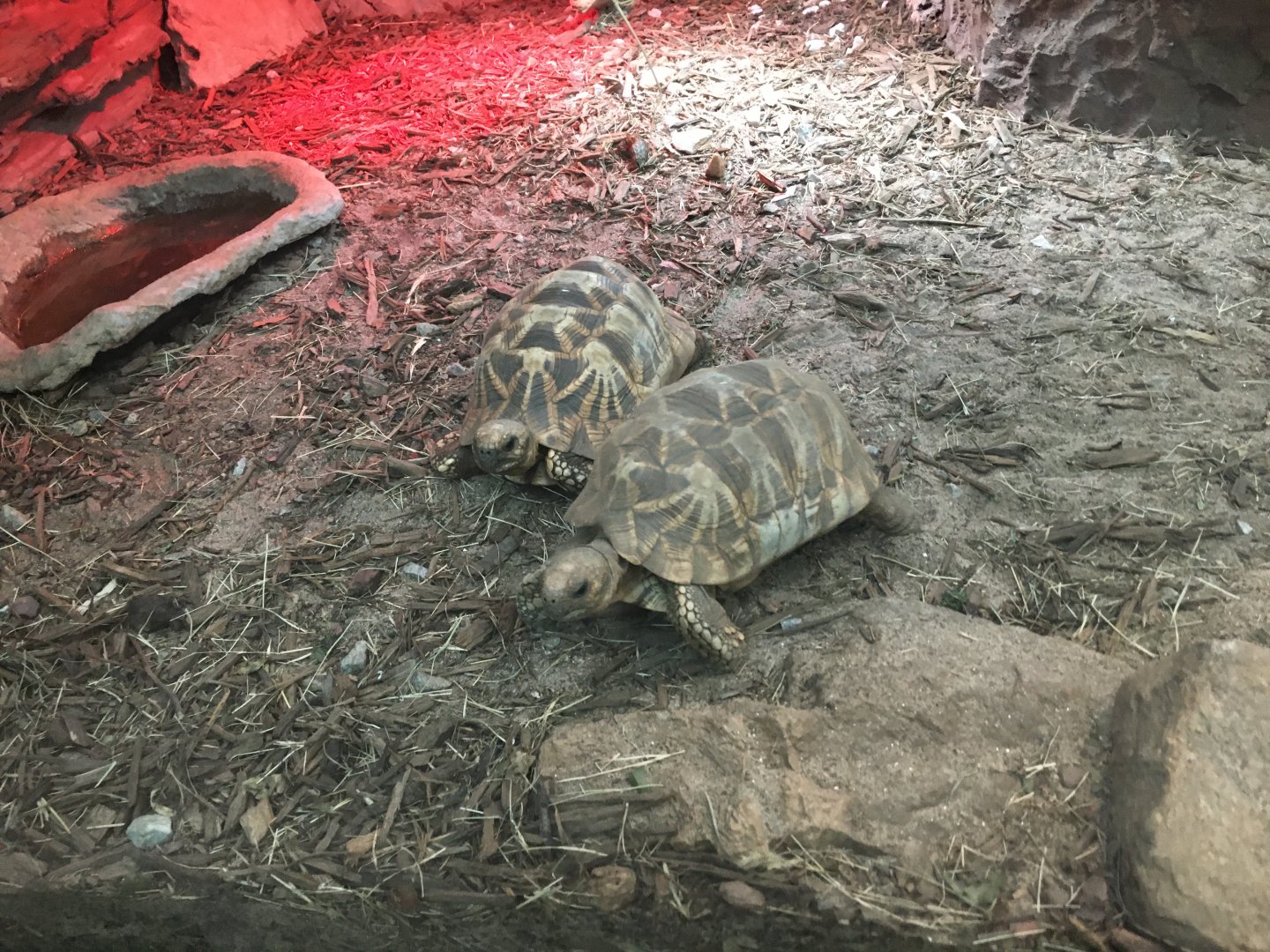 Burmese star tortoises