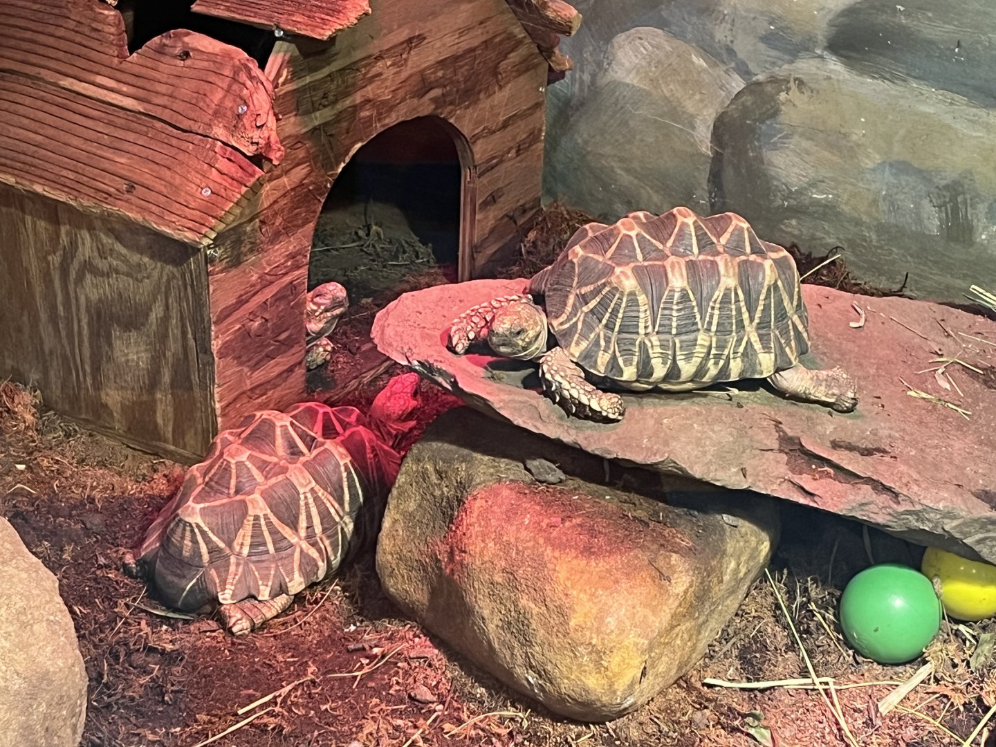 Burmese Star Tortoises