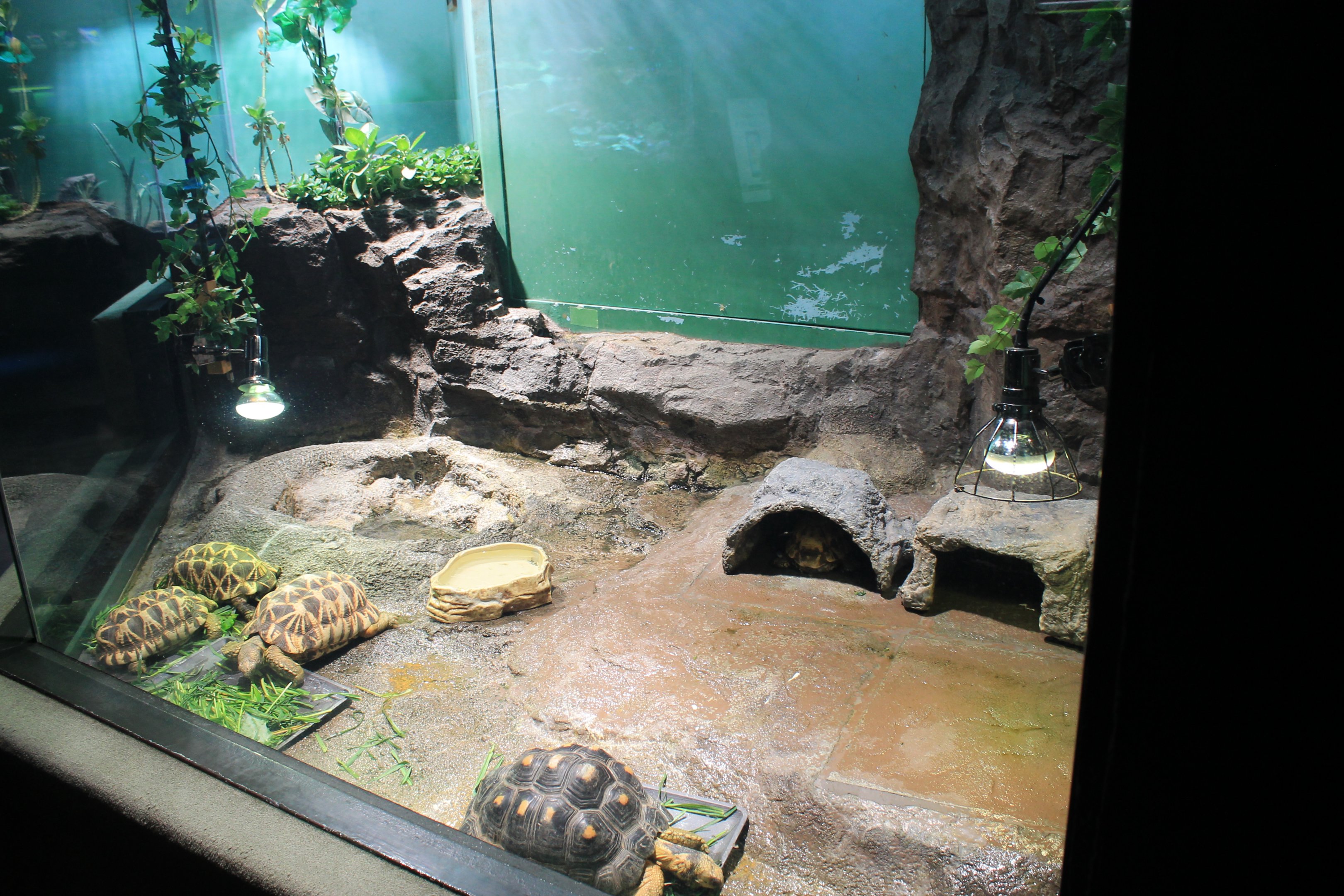 Burmese Starred and Radiated Tortoises